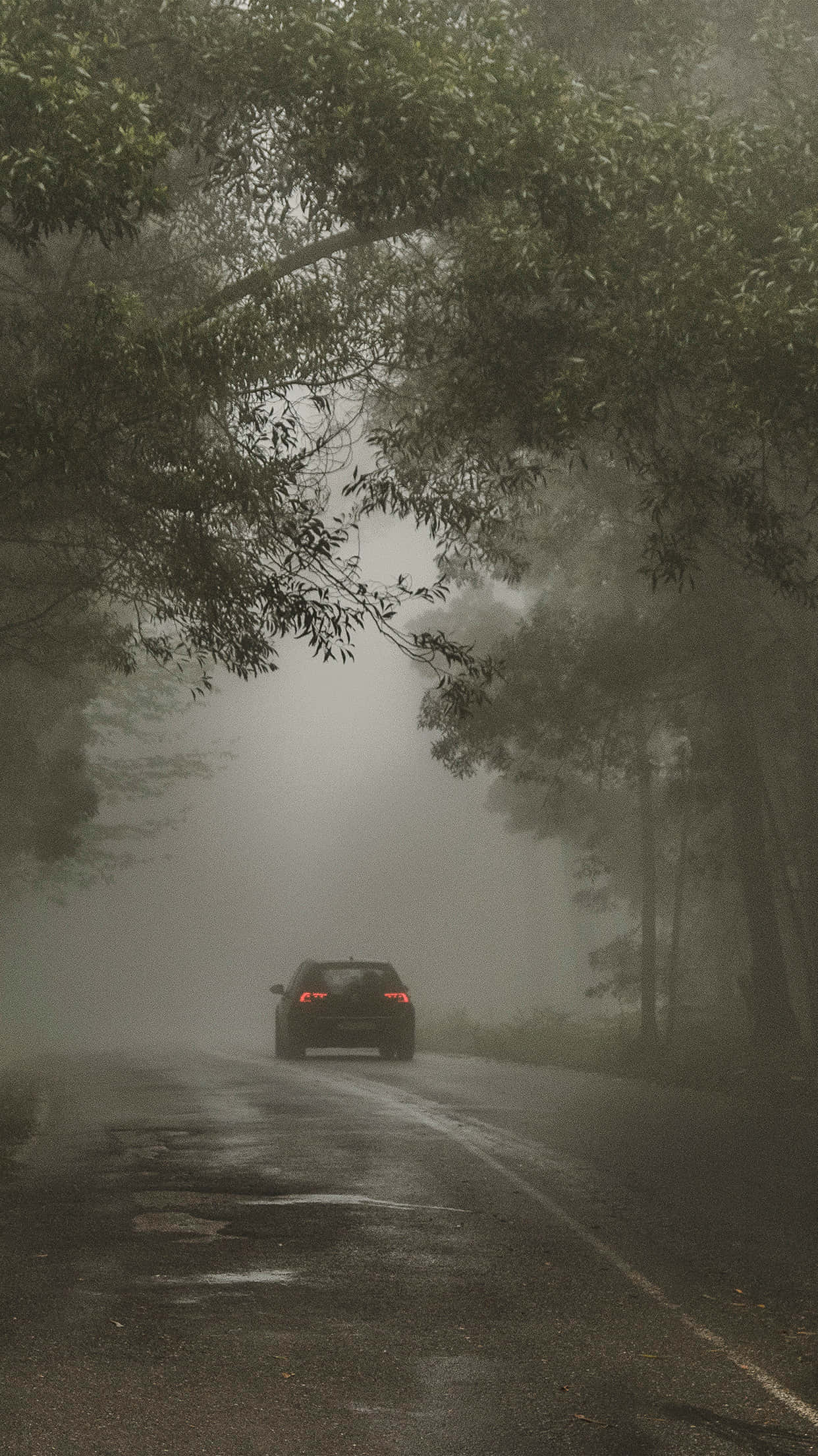 Dark Nature, misty forest road, wet pavement, Full HD Phone Wallpaper