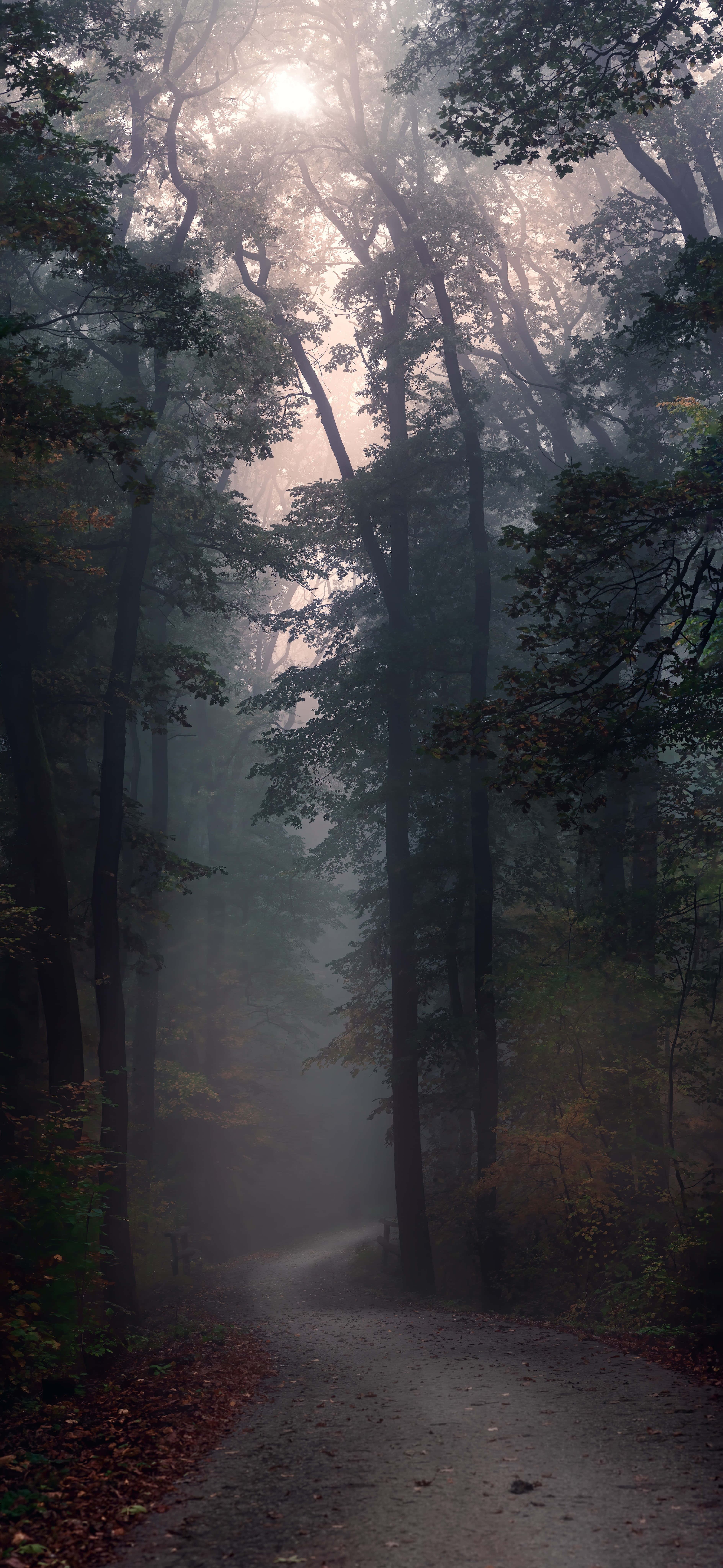 Dark Nature, forest path, tall trees, 8K Phone Wallpaper