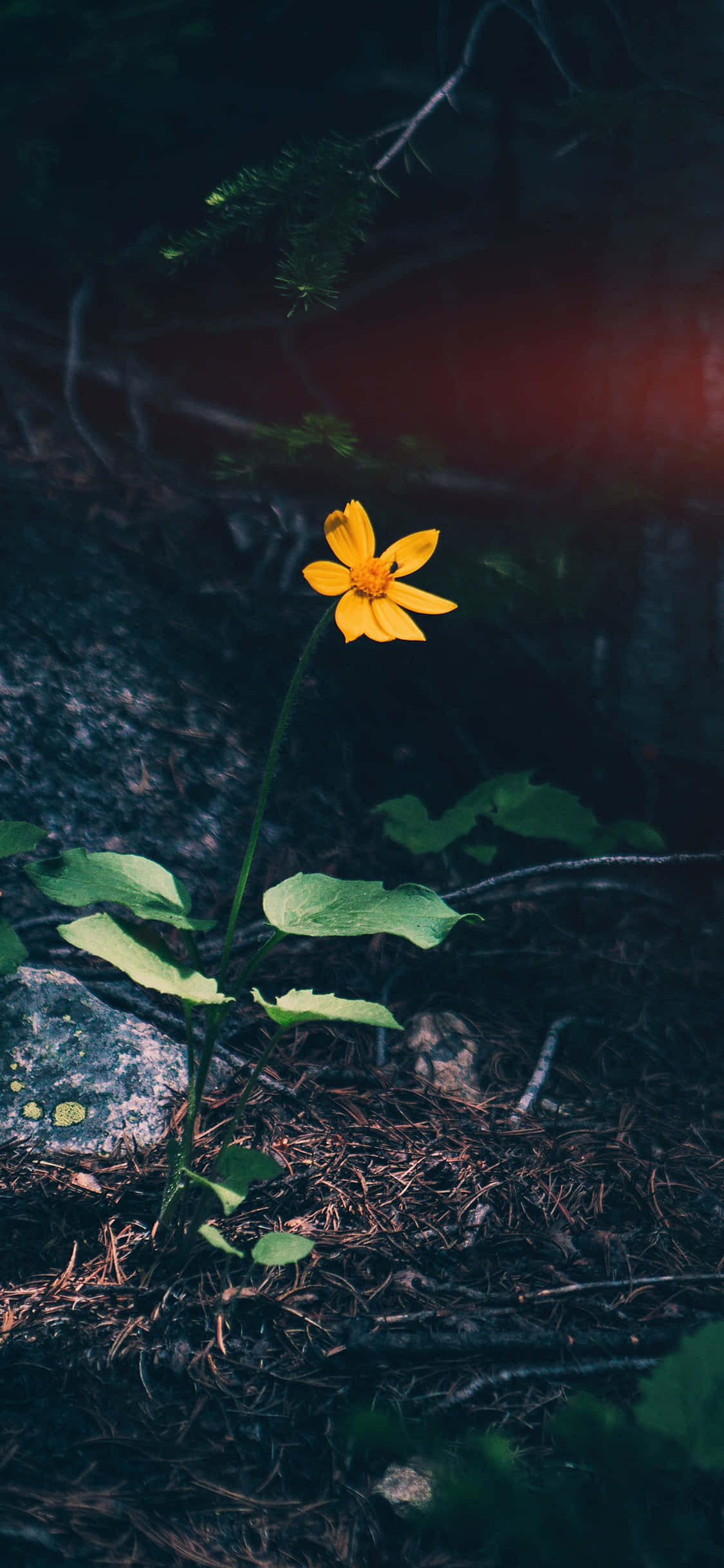 Dark Nature, bright yellow flower, dark forest floor, Full HD Phone Wallpaper
