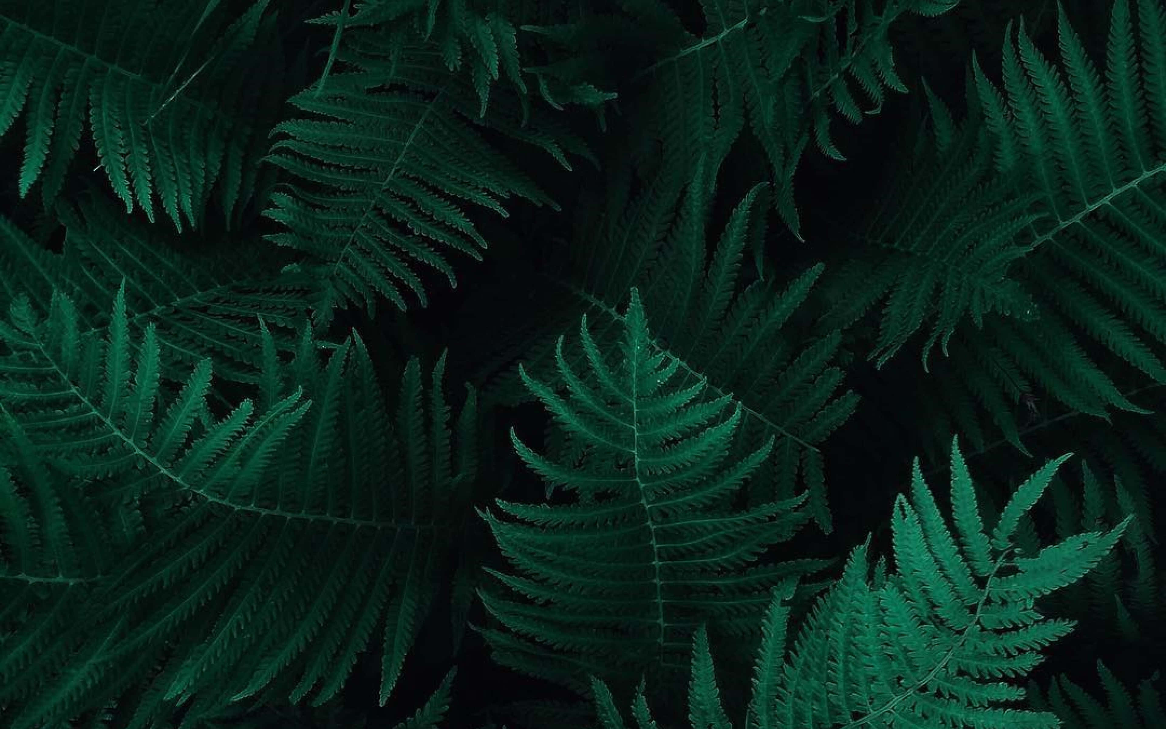 Dark Nature, dark green, fern fronds, 4K Desktop Wallpaper
