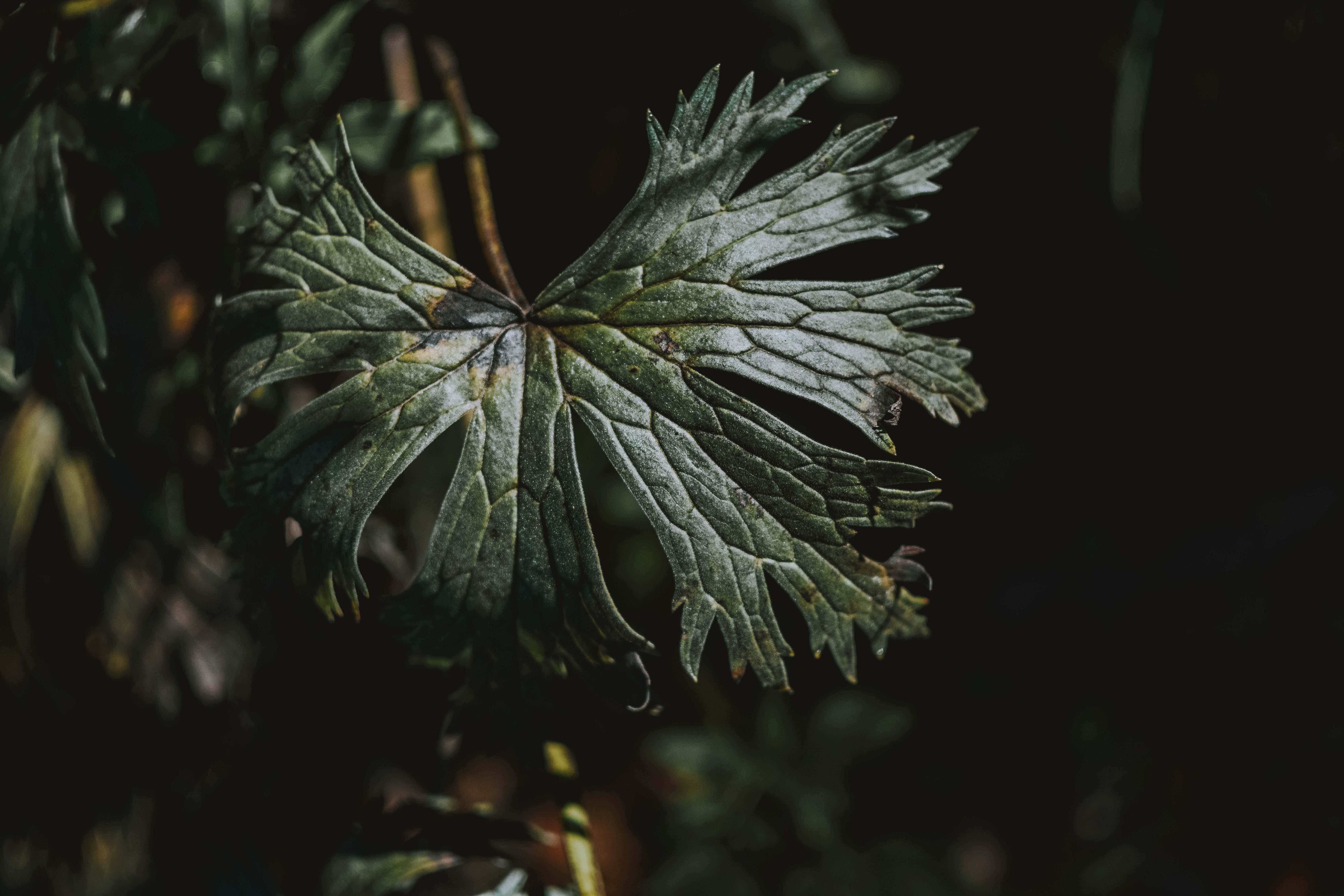 Dark Nature, green leaf, jagged edges, 5K Desktop Wallpaper