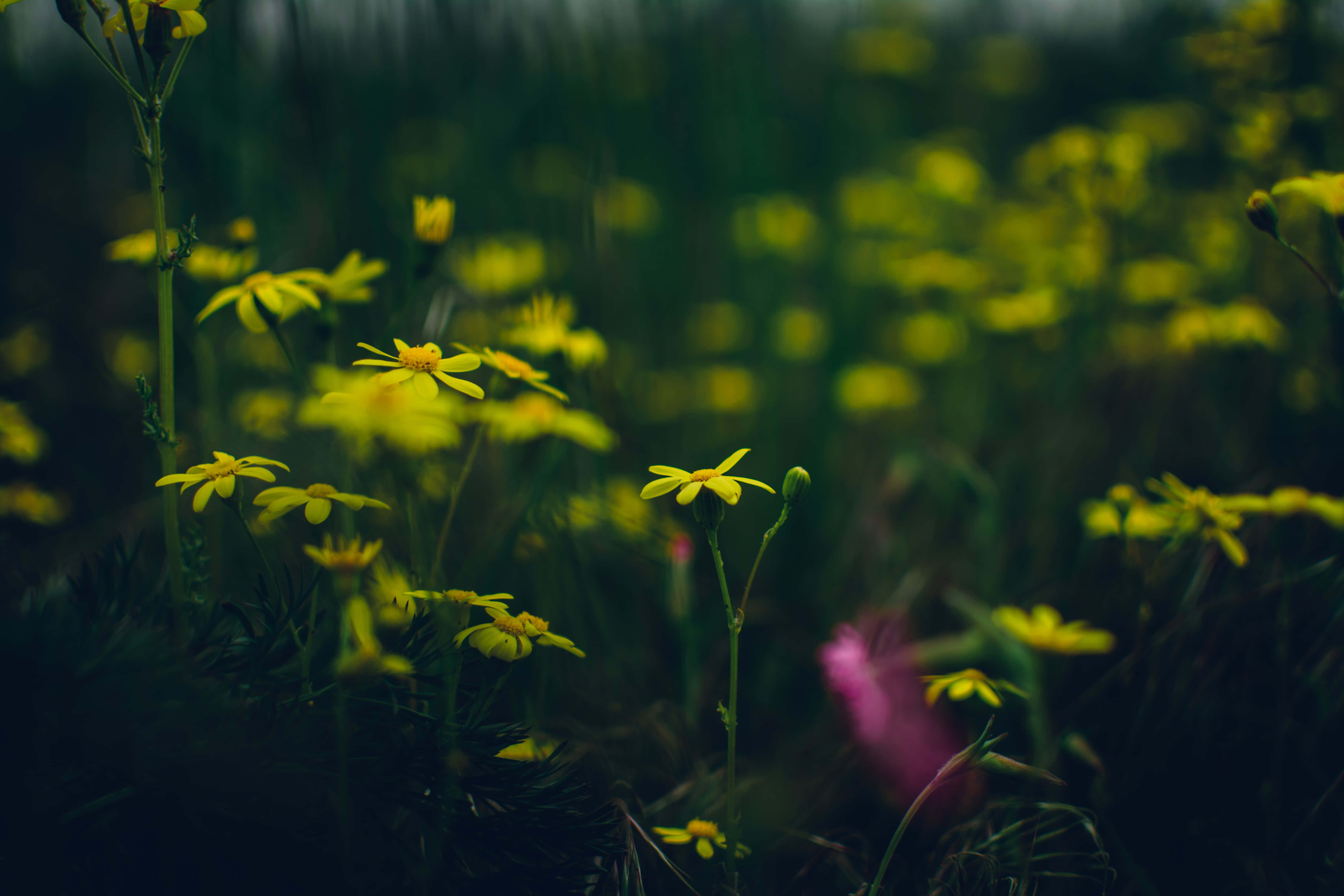 dark nature, vibrant yellow wildflowers, dark green meadow, 5K Desktop Wallpaper