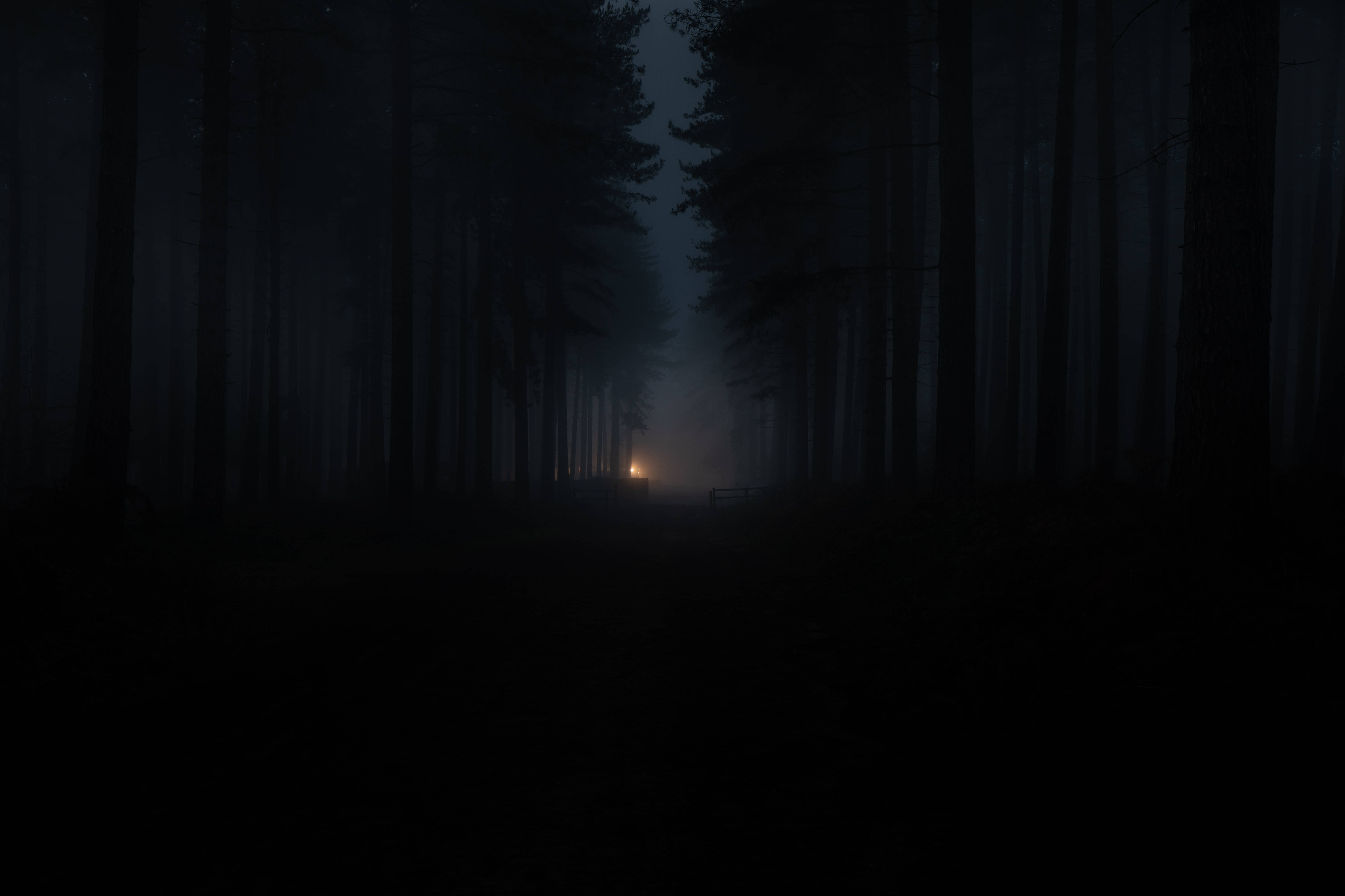 dark forest pathway, misty forest, tall trees, 5K Desktop Wallpaper