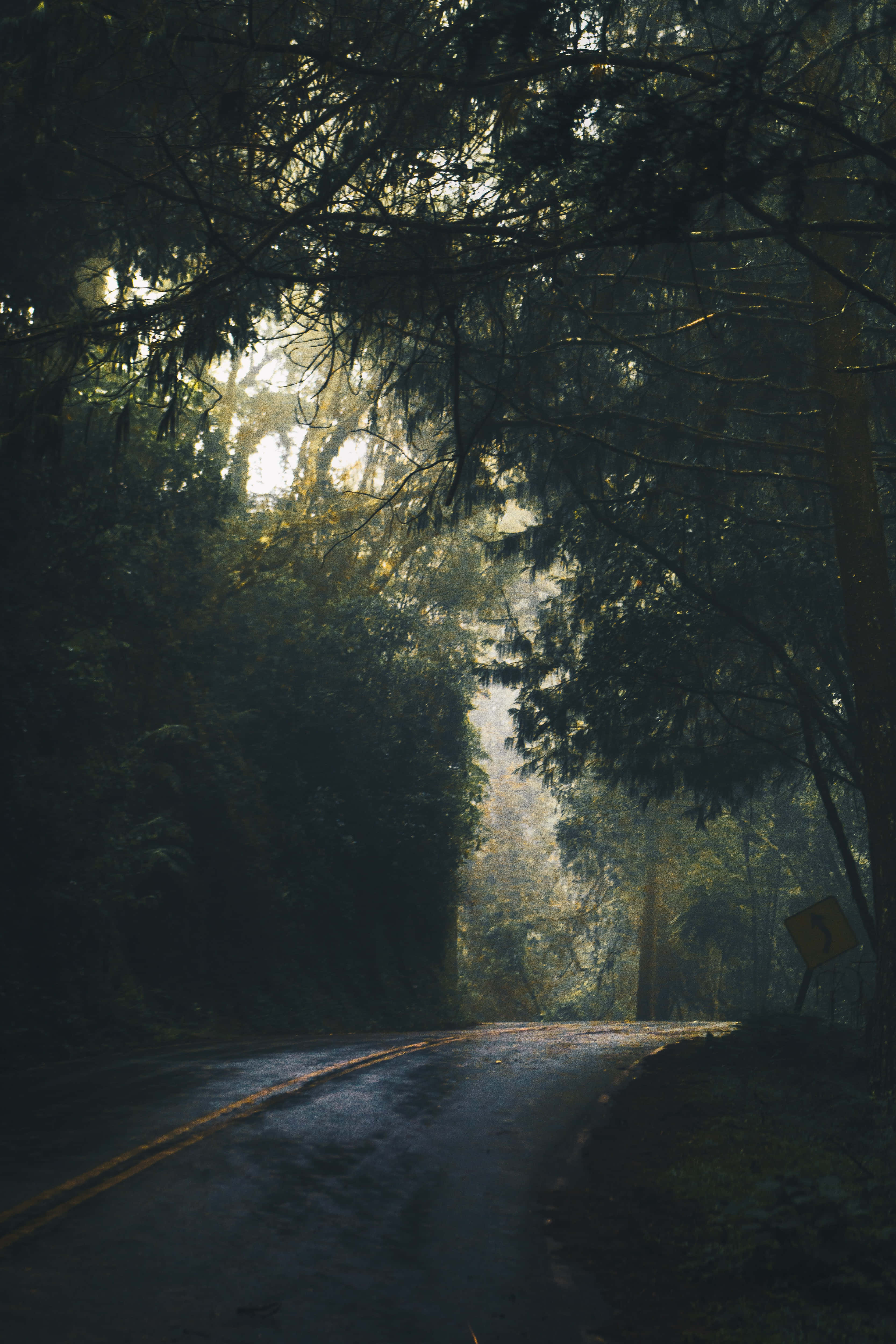Dark Nature, misty forest road, towering trees, 4K Phone Wallpaper