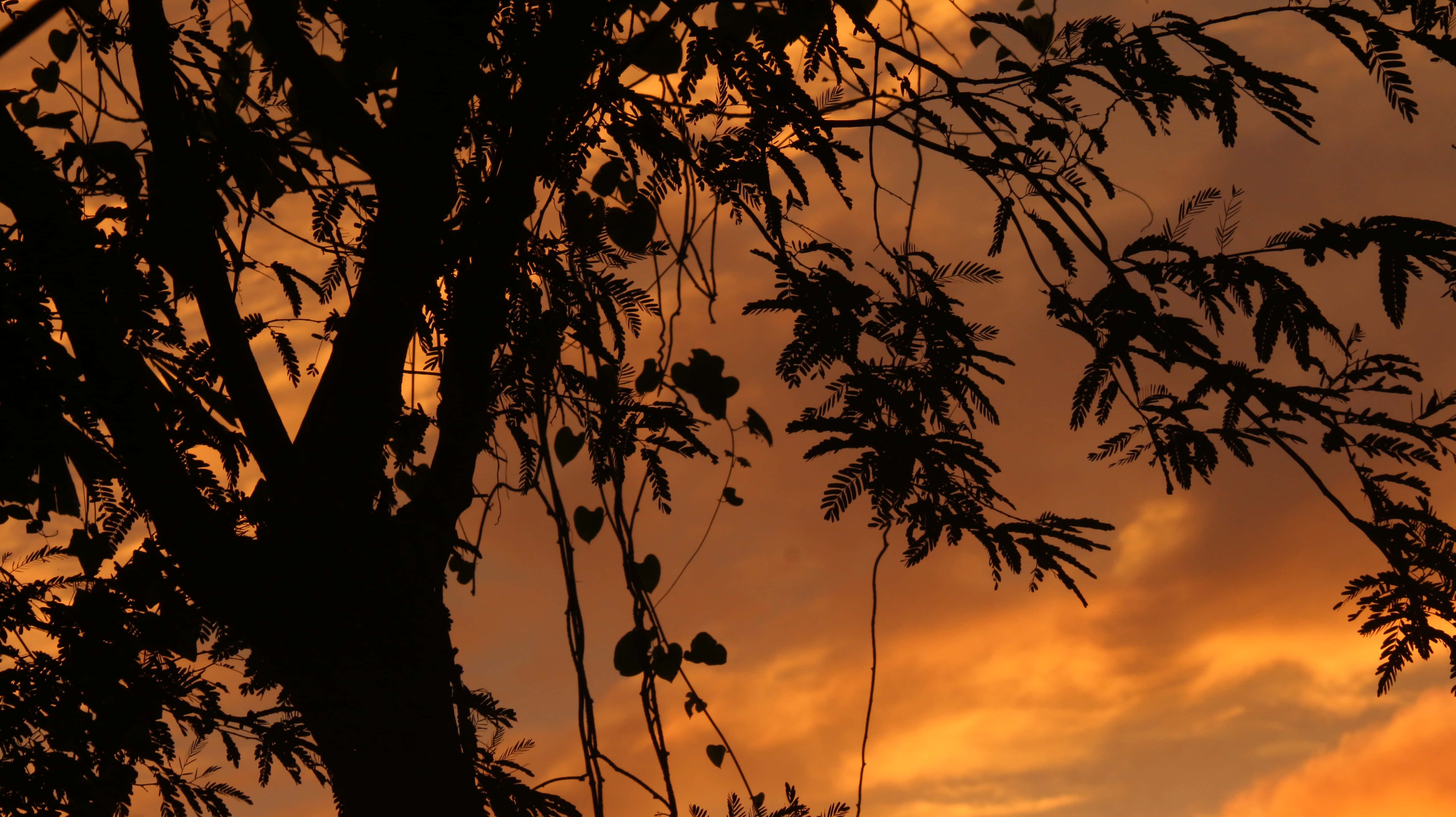 golden sunset, tree silhouettes, heart-shaped leaves, 5K Desktop Wallpaper