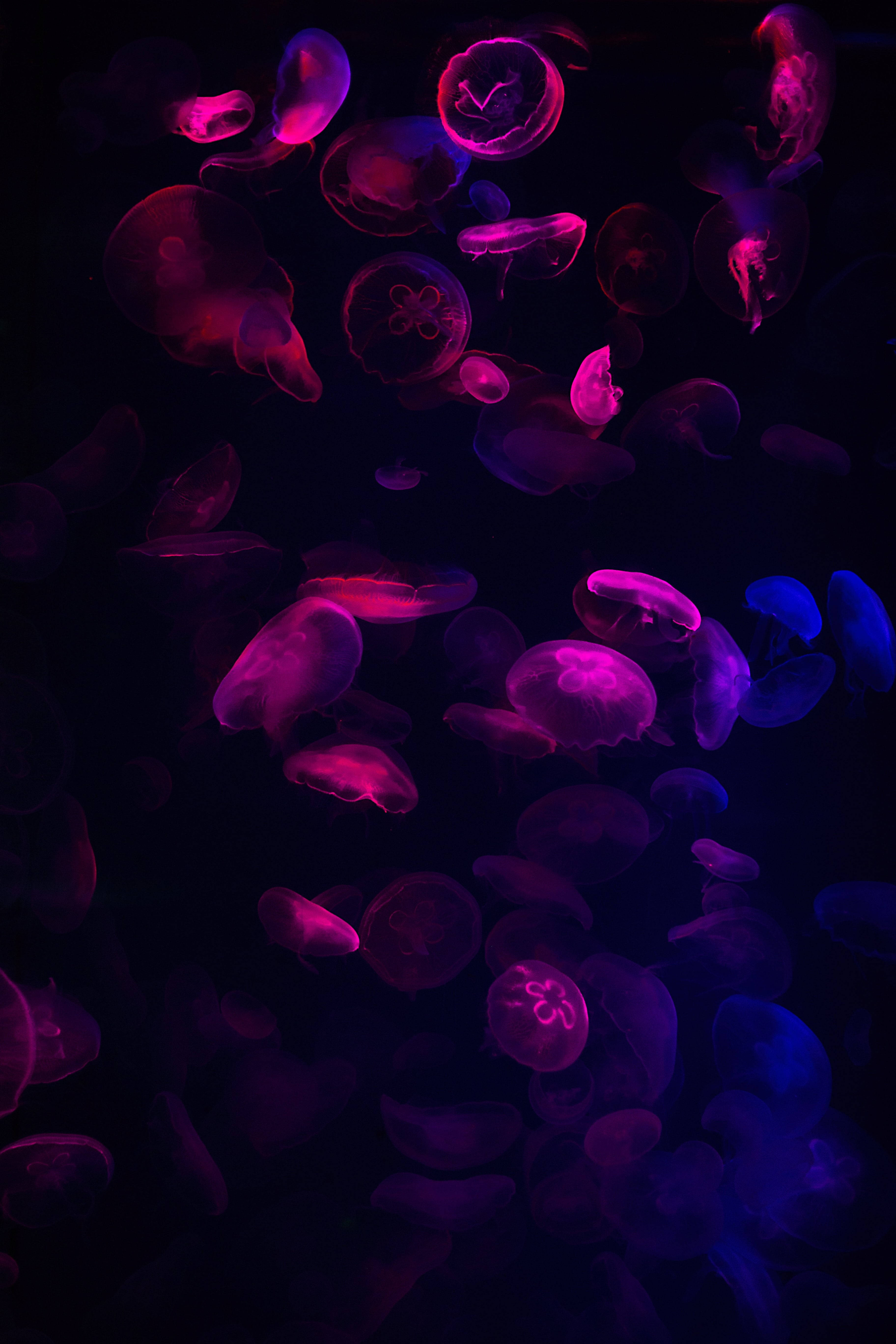 Dark Neon, pink jellyfish, glowing pink, 5K Phone Wallpaper
