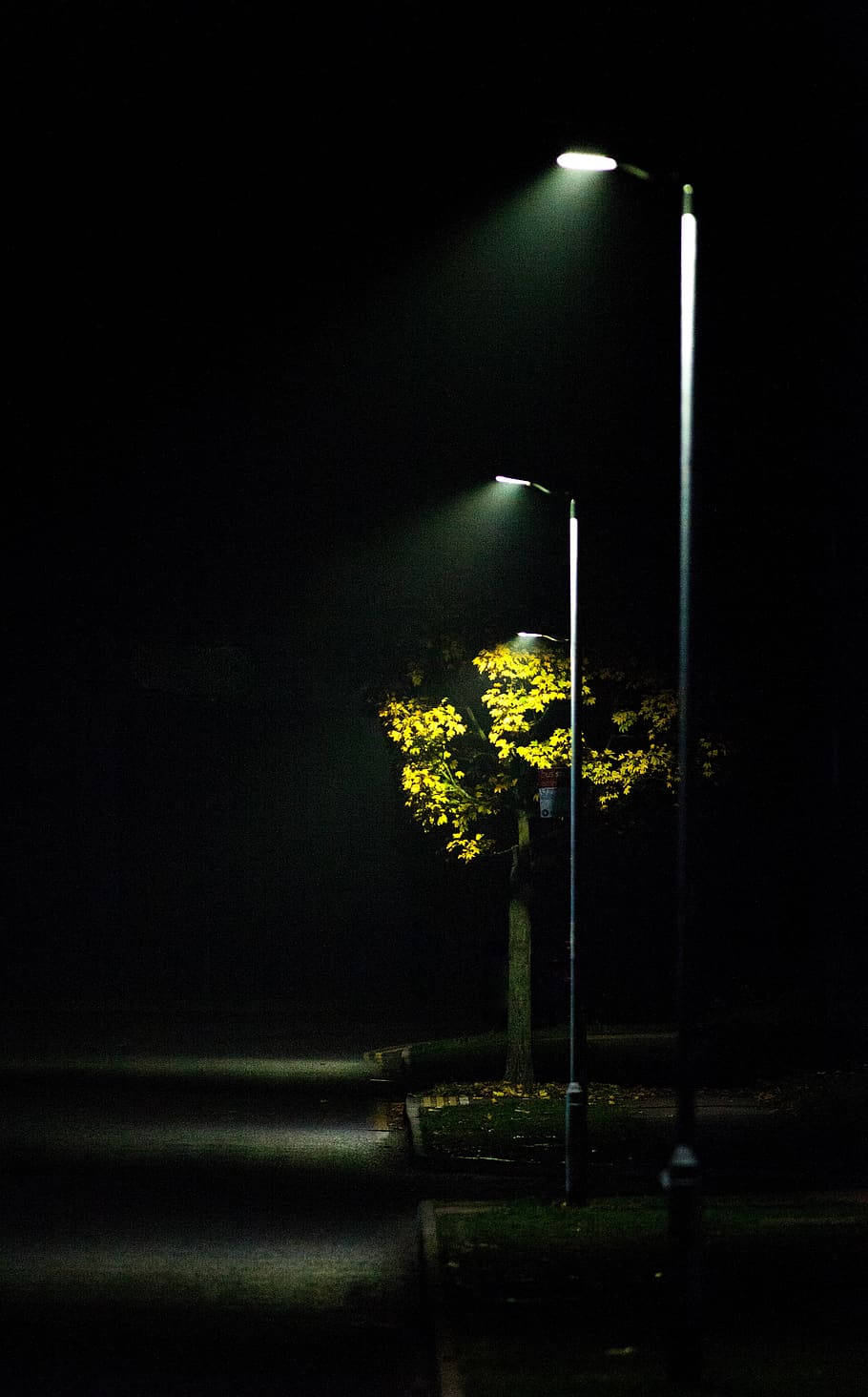 Dark Night, tree, park, HD Phone Wallpaper