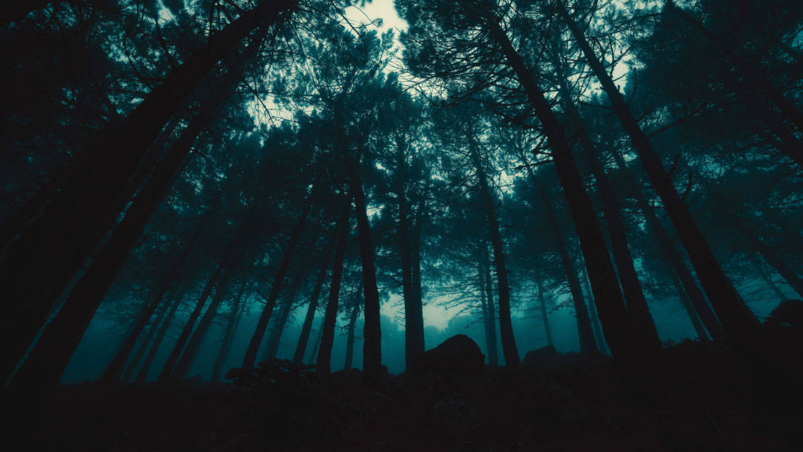 Dark Night, eerie forest, towering pine trees, SD Desktop Wallpaper