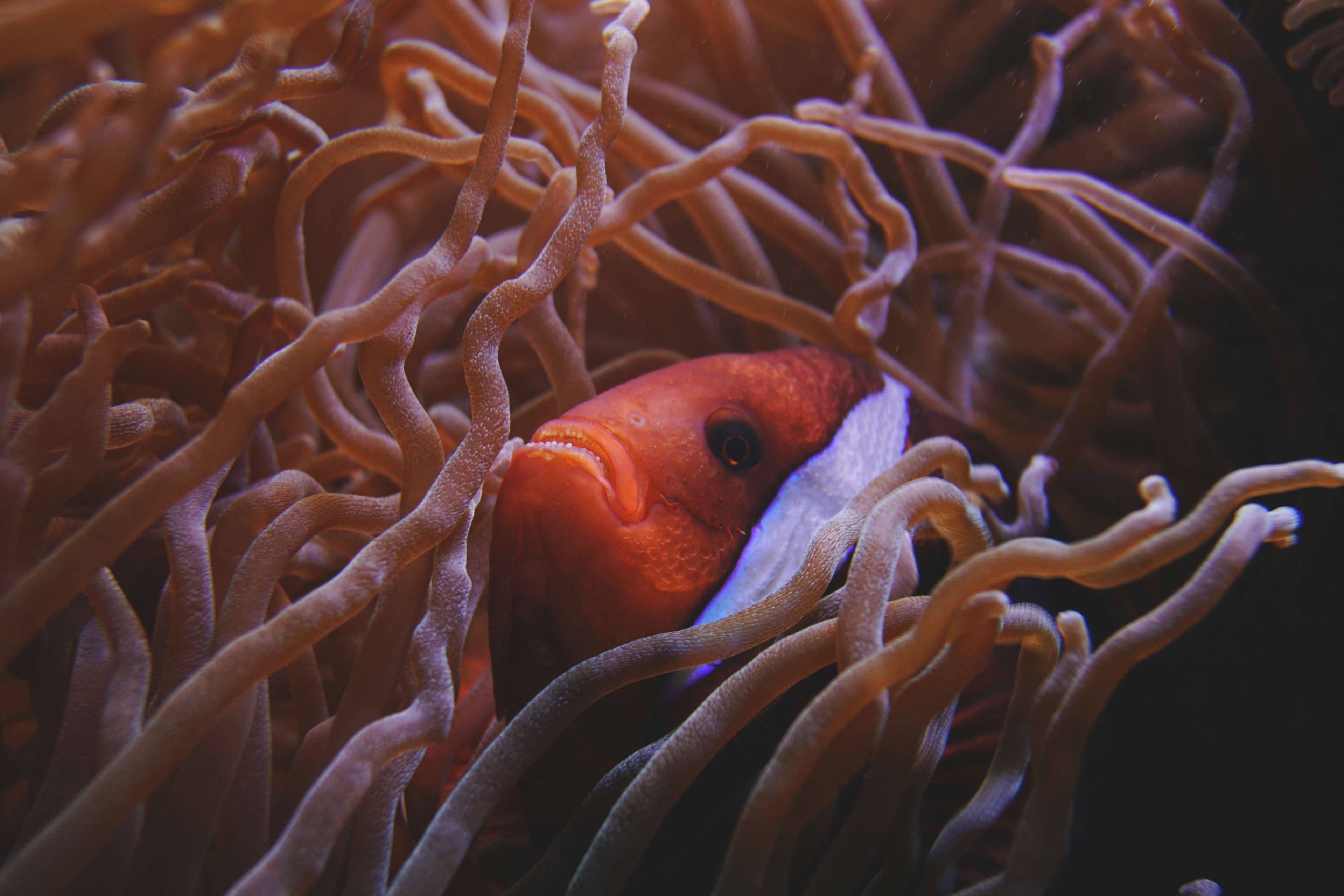 brown anemone, dark sea, orange clownfish, 4K Desktop Wallpaper