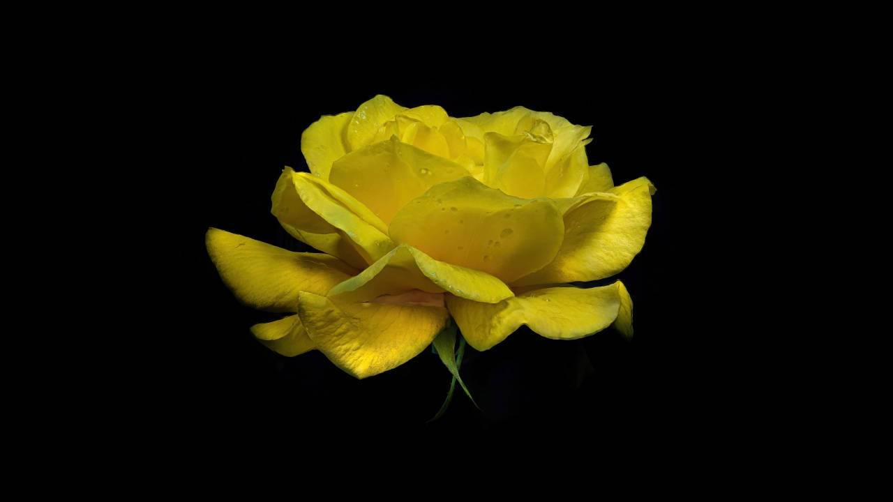 Dark Yellow Rose PC, vibrant yellow rose, dew drops, HD Desktop Wallpaper