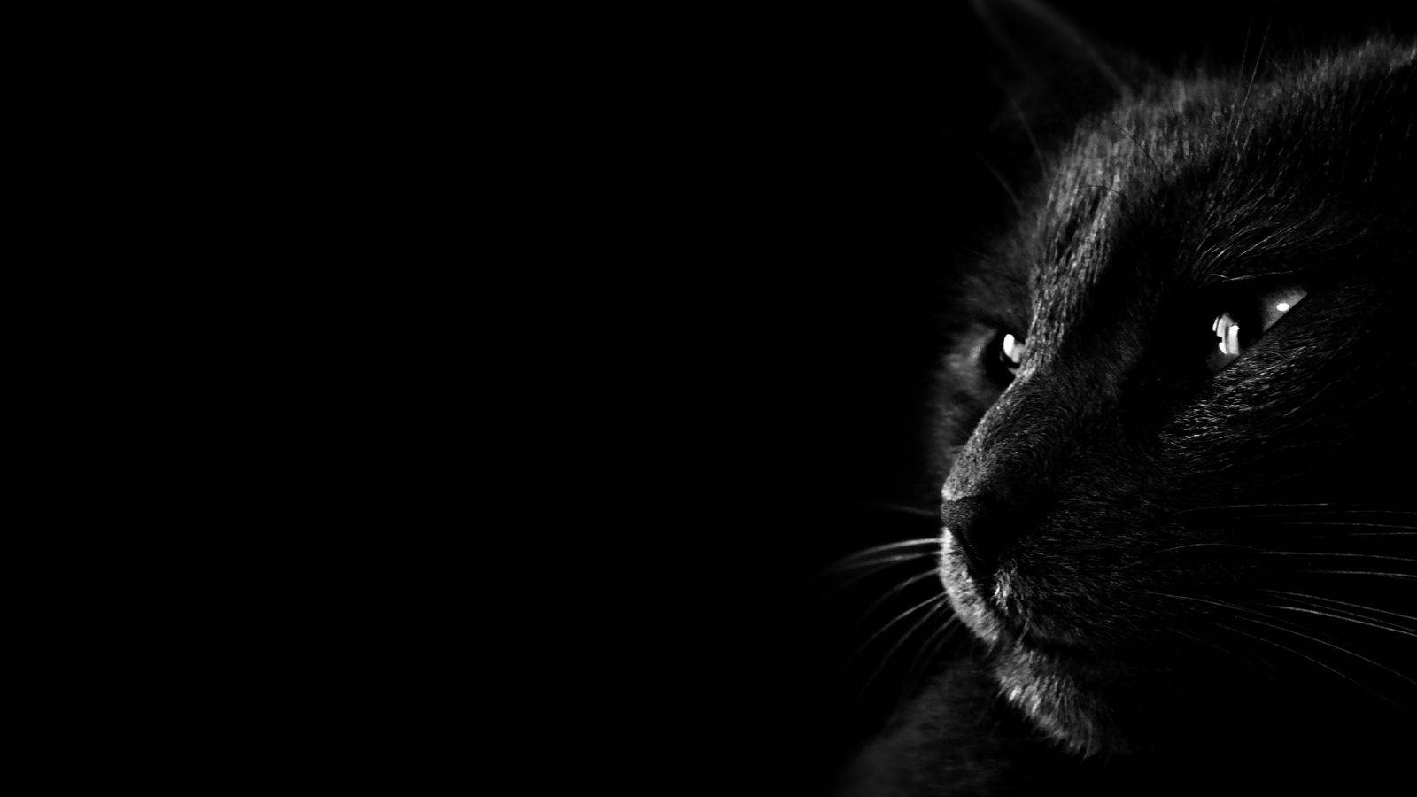 Dark Greyscale Cat PC, black cat, reflective eyes, HD Desktop Wallpaper