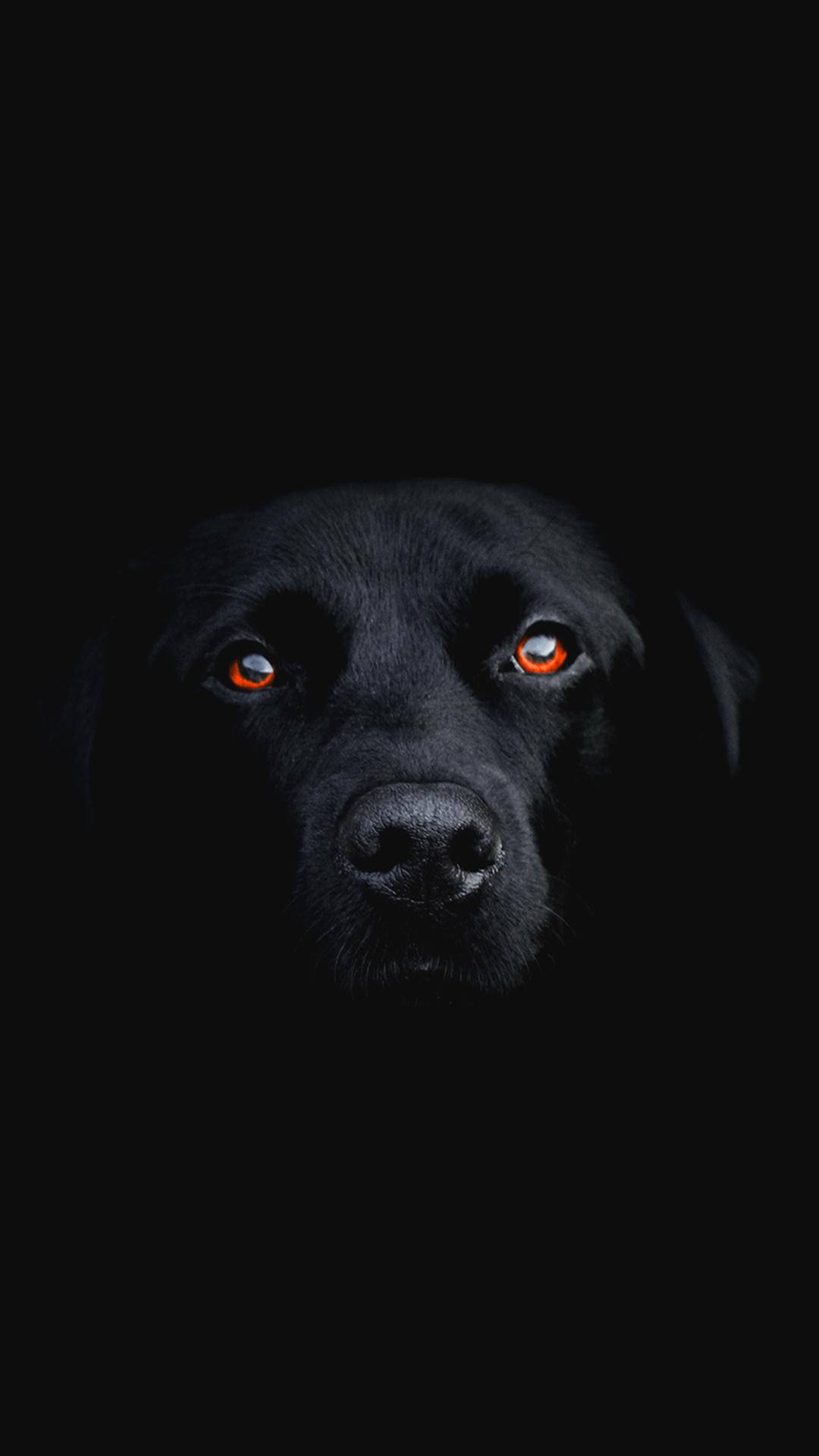 Dark Phone, black Labrador, glowing orange eyes, Full HD Phone Wallpaper