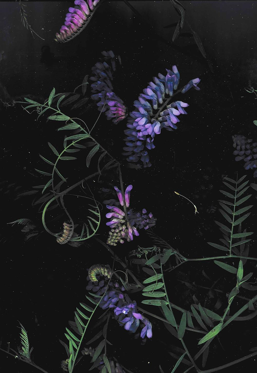 Dark Phone, purple vetch flowers, green stems, HD Phone Wallpaper