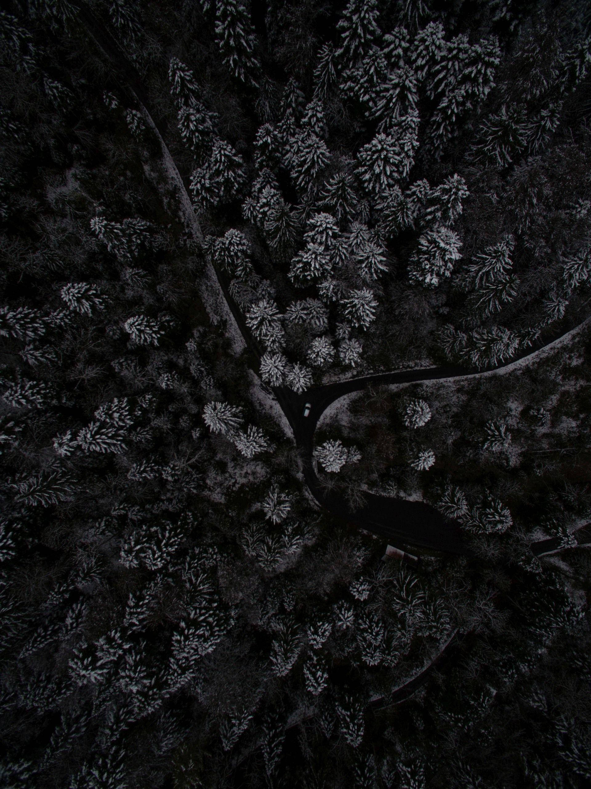 Dark Phone, forest, winding road, 2K Phone Wallpaper