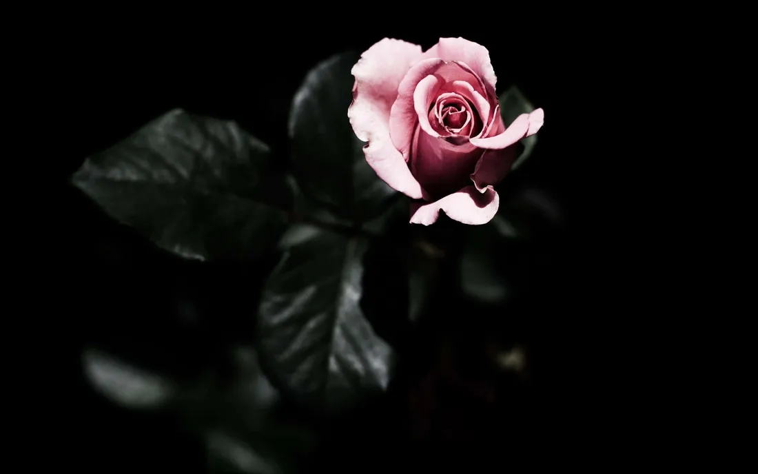 Dark Pink Rose