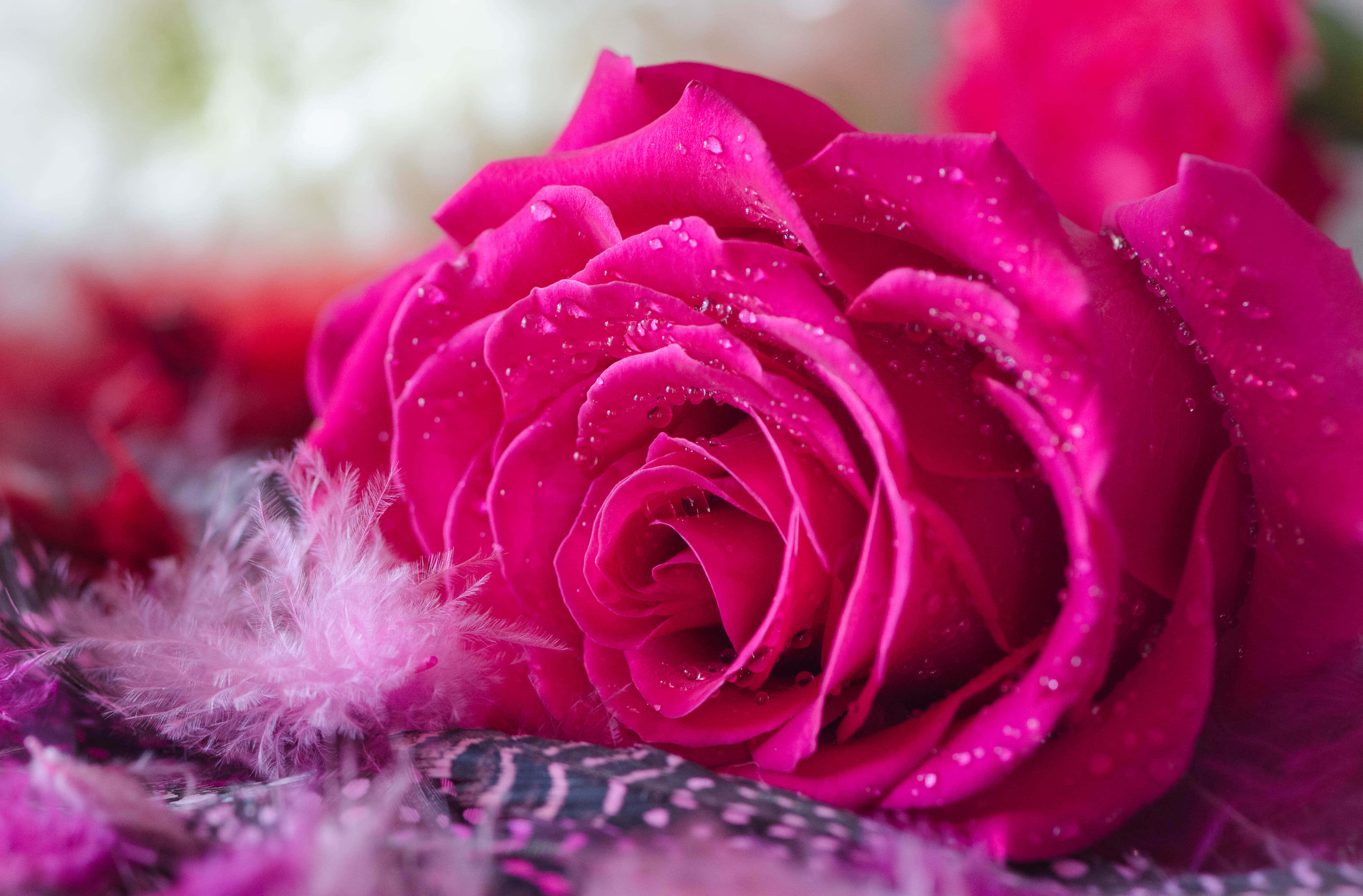 vibrant dark pink rose, dewdrops, magenta rose, 4K Desktop Wallpaper