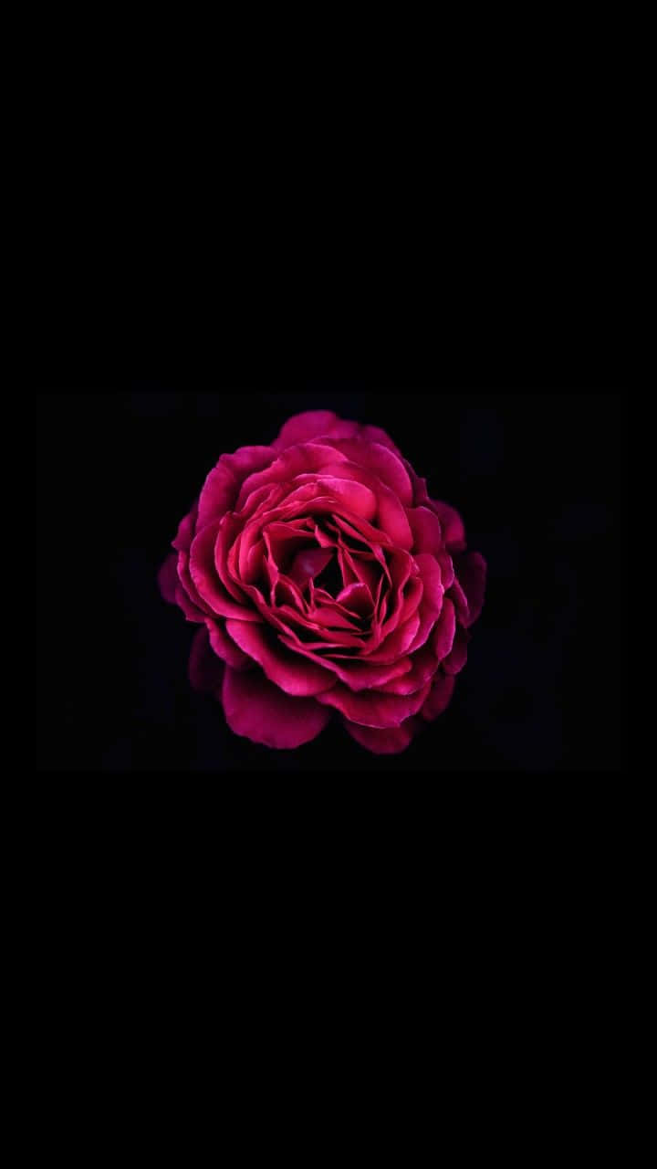 Dark Pink Rose, magenta rose, black background, HD Phone Wallpaper