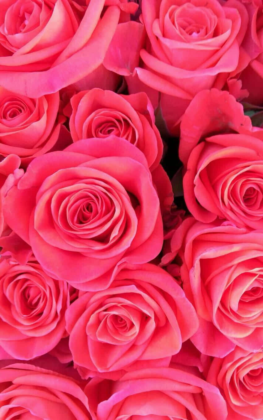 vibrant pink rose, lush close-up, delicate layered petals, HD Phone Wallpaper