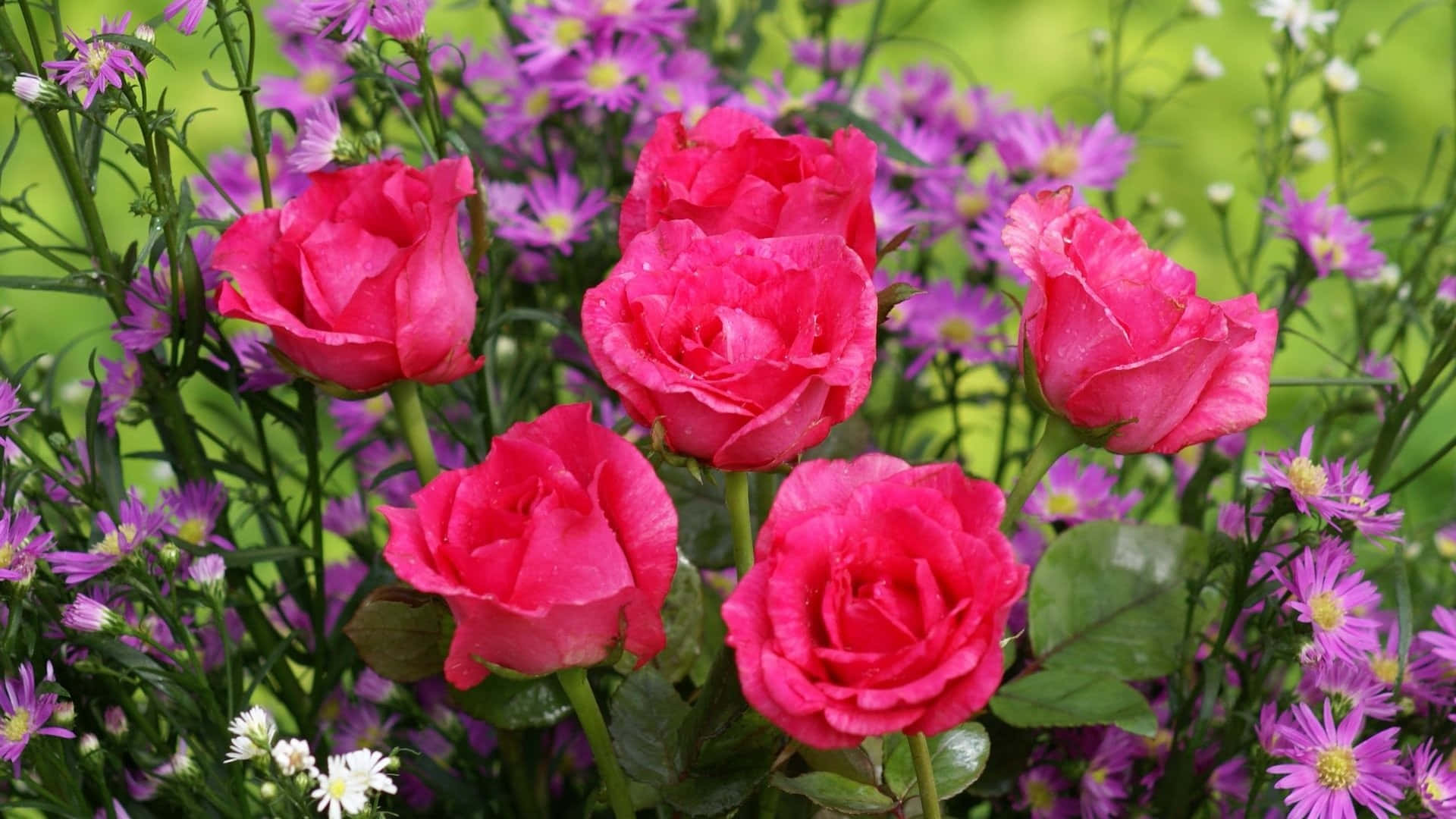 vibrant pink roses, purple wildflowers, white wildflowers, Full HD Desktop Wallpaper