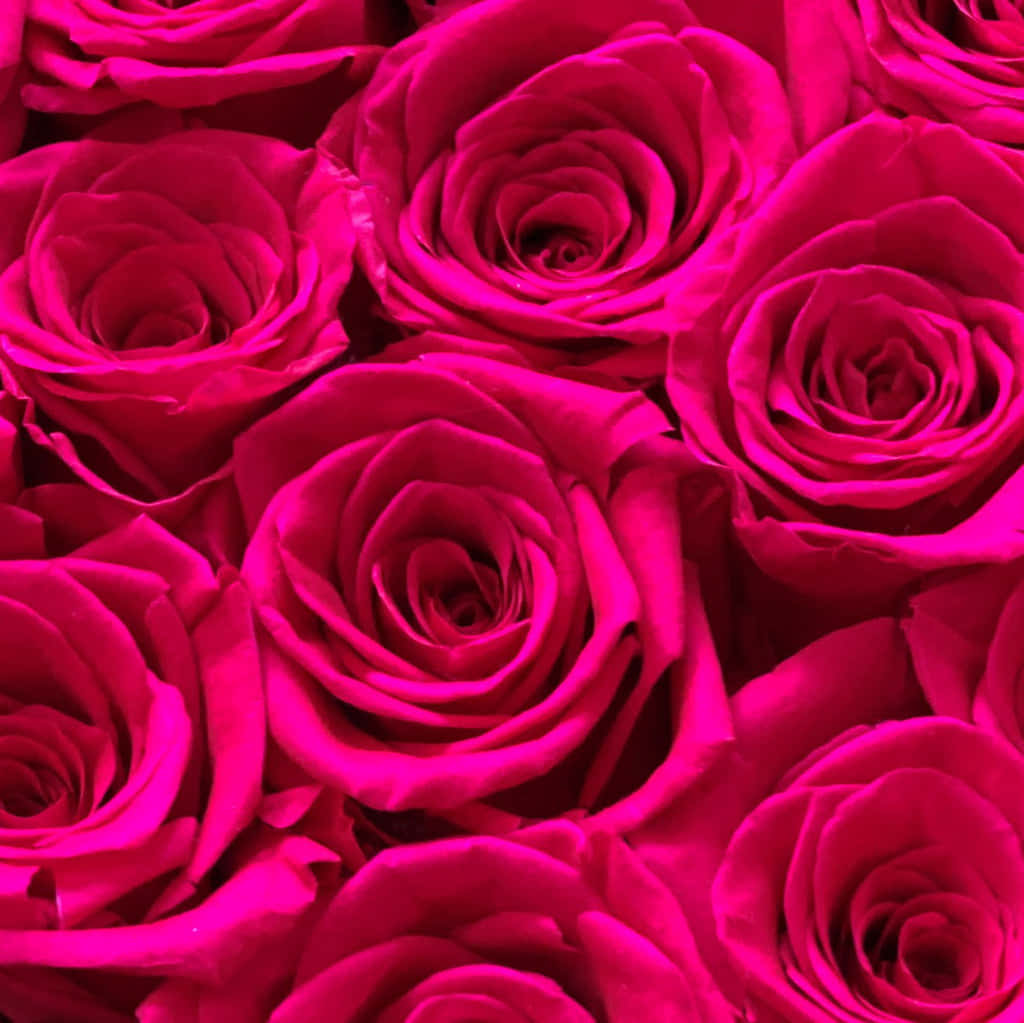 Vibrant fuchsia roses, tight clusters, velvety petals, SD Desktop Wallpaper