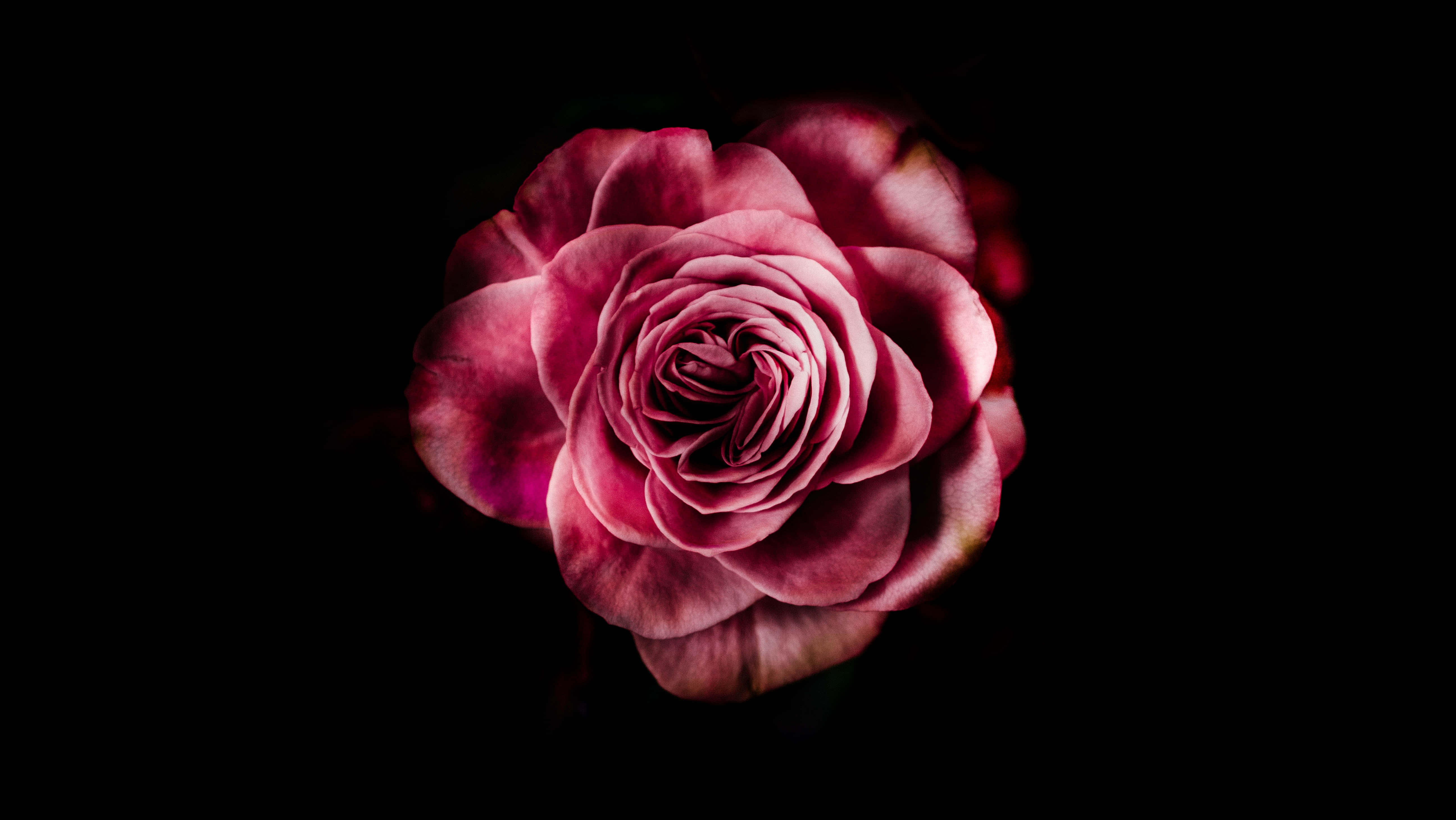 Dark Pink Rose, black background, deep magenta rose, 5K Desktop Wallpaper