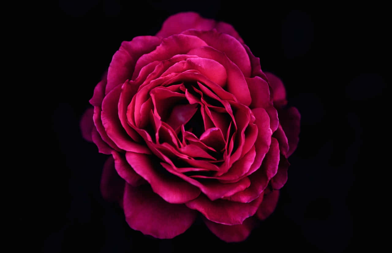 Dark Pink Rose, magenta rose, velvety petals, HD Desktop Wallpaper