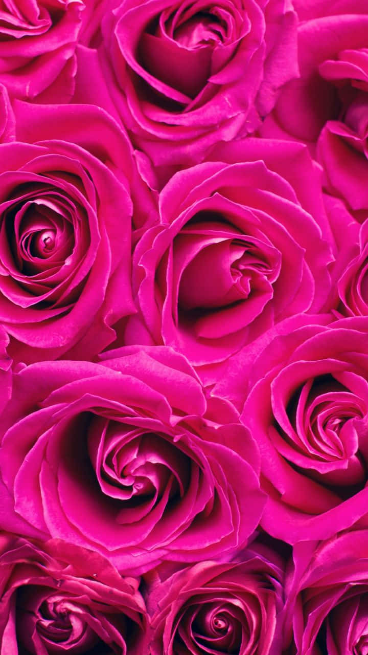 Vibrant fuchsia roses, dense swirling pattern, richly textured petals, HD Phone Wallpaper