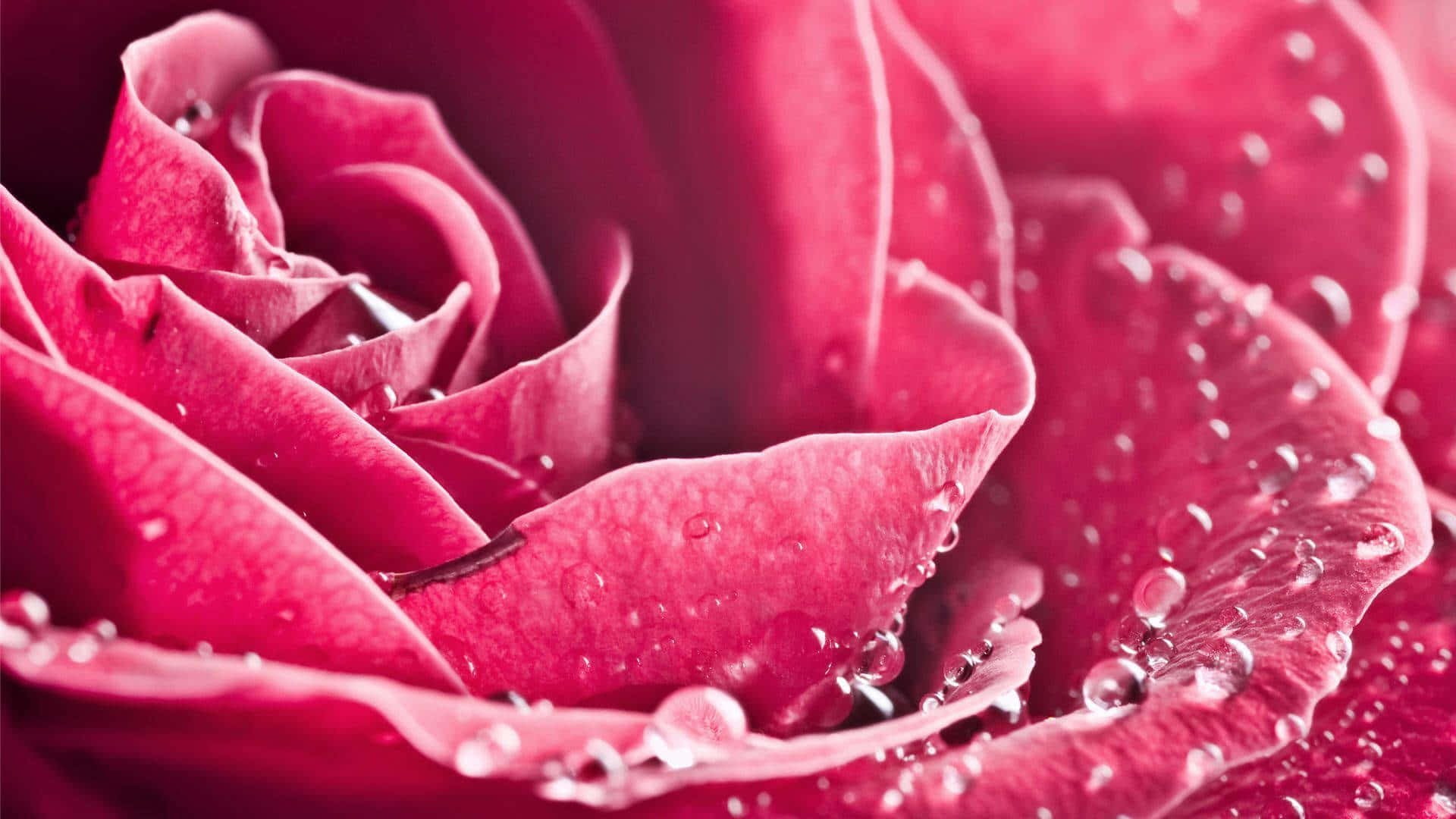 Dark Pink Rose, dew drops, closeup, Full HD Desktop Wallpaper