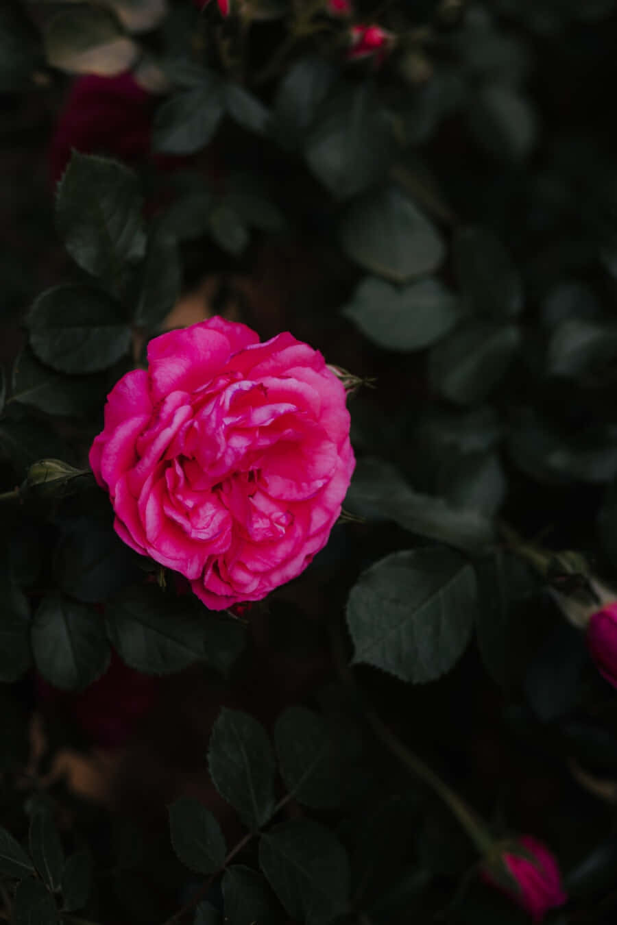 Vibrant Dark Pink Rose, closeup, vivid pink rose, HD Phone Wallpaper