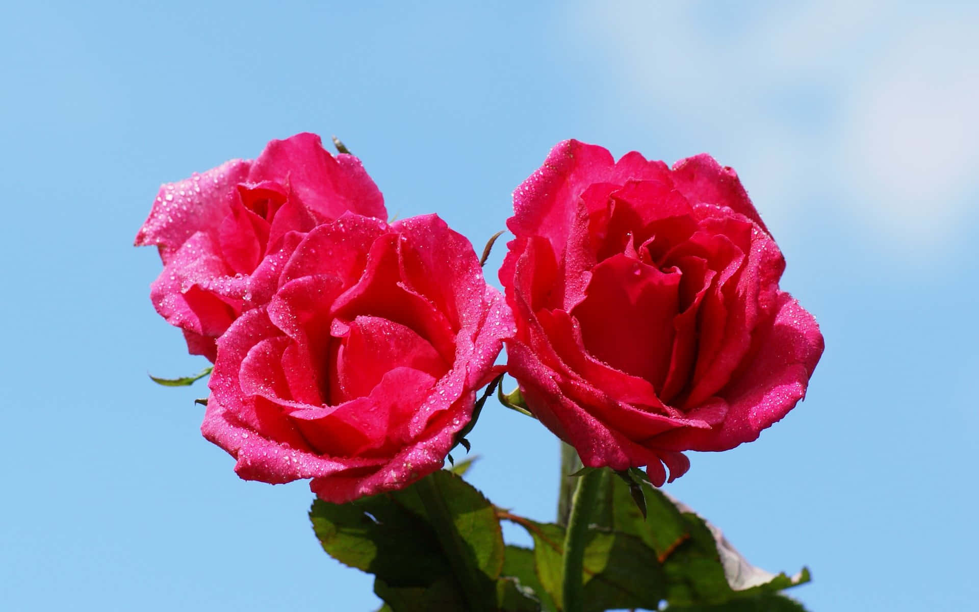 vibrant dark pink roses, blue sky, close-up shot, Full HD Desktop Wallpaper