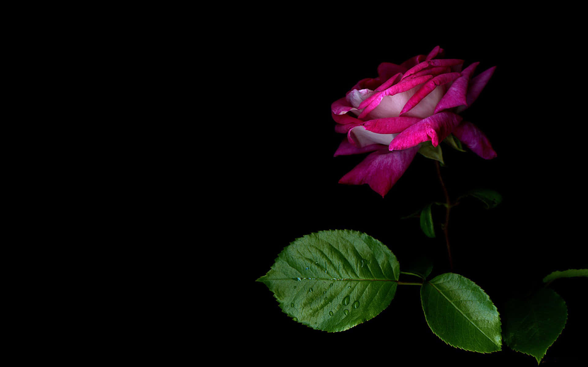 Dark Pink Rose, black background, vibrant pink rose, Full HD Desktop Wallpaper