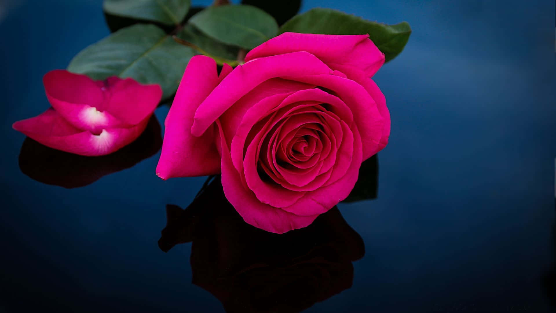 vibrant dark pink rose, fallen petal, glossy dark blue surface, Full HD Desktop Wallpaper