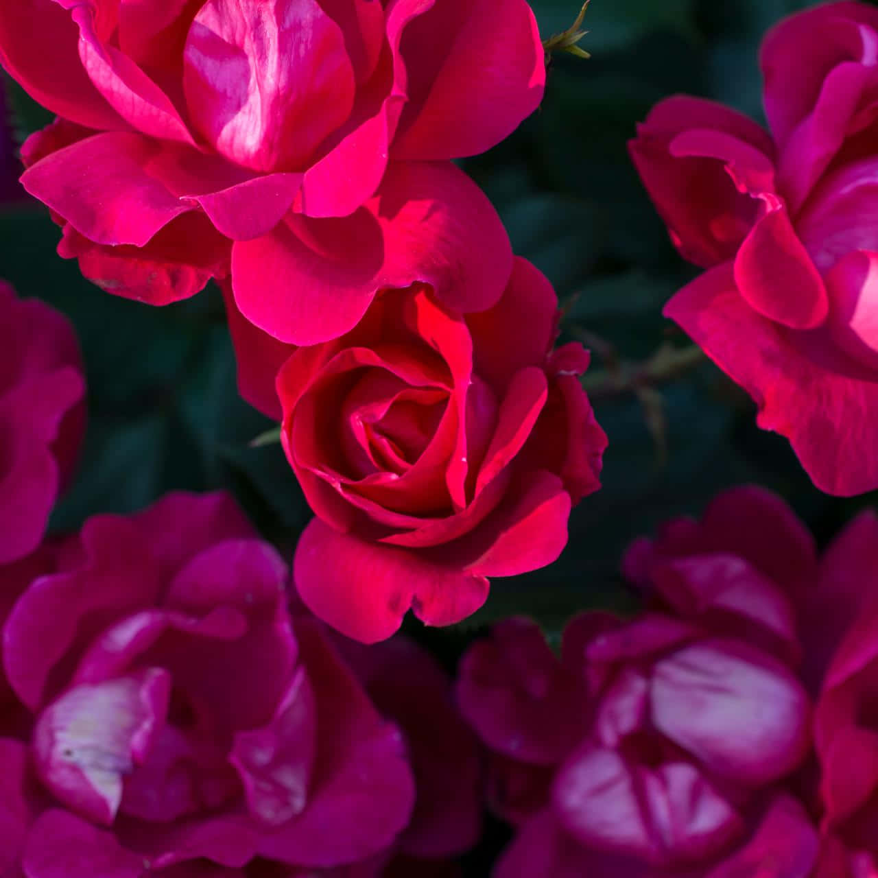 Vibrant fuchsia roses, dark green foliage, bright sunlight, HD Desktop Wallpaper