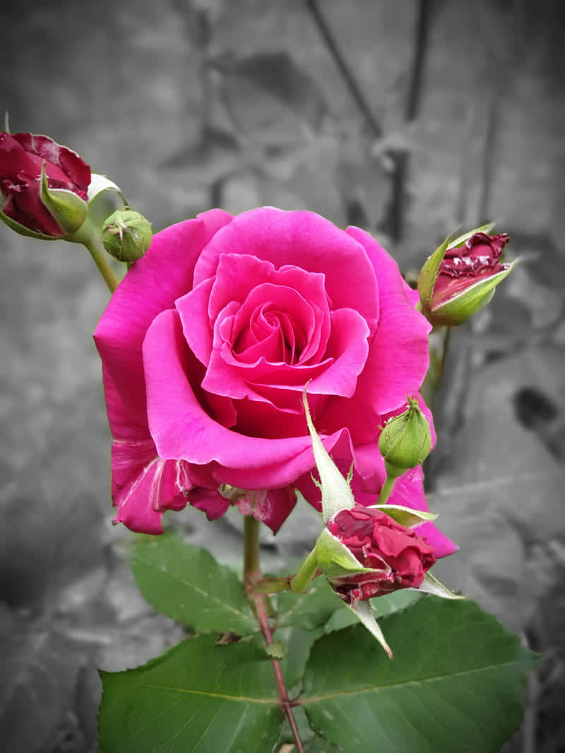 vibrant pink rose, desaturated stone wall, budding flowers, SD Phone Wallpaper