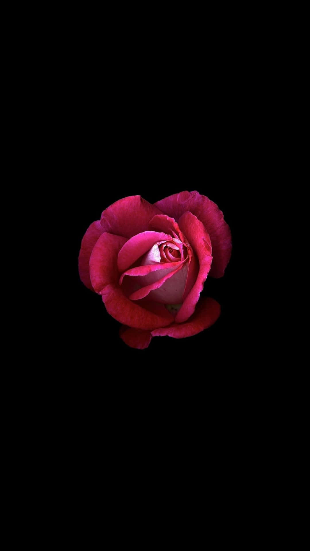 Dark Pink Rose, black background, deep pink rose, Full HD Phone Wallpaper