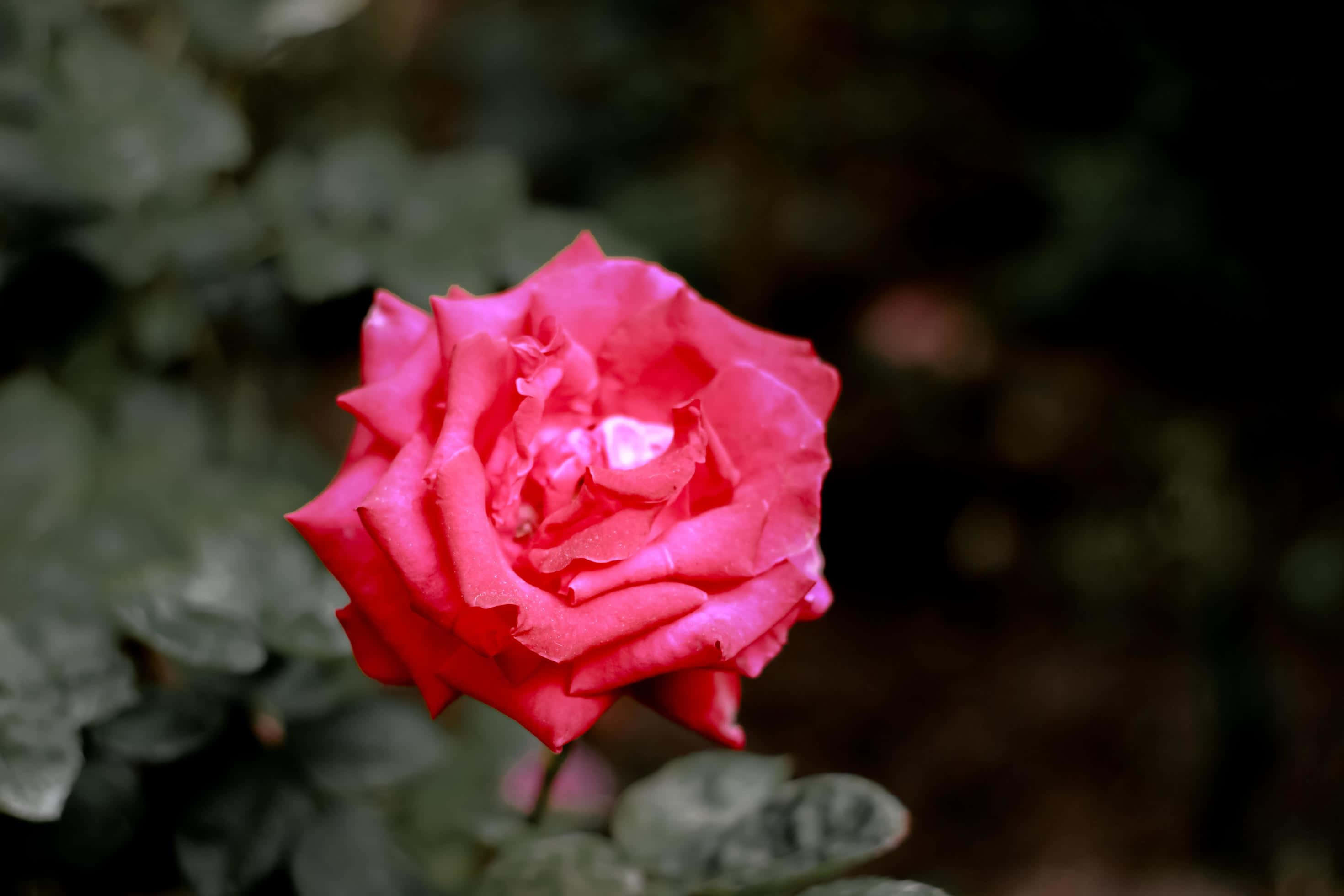 Vibrant Dark Pink Rose Bloom, vibrant pink rose, dark green foliage, 2K Desktop Wallpaper