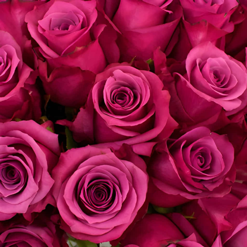 vibrant magenta roses, velvety petals, deep green stems, SD Desktop Wallpaper