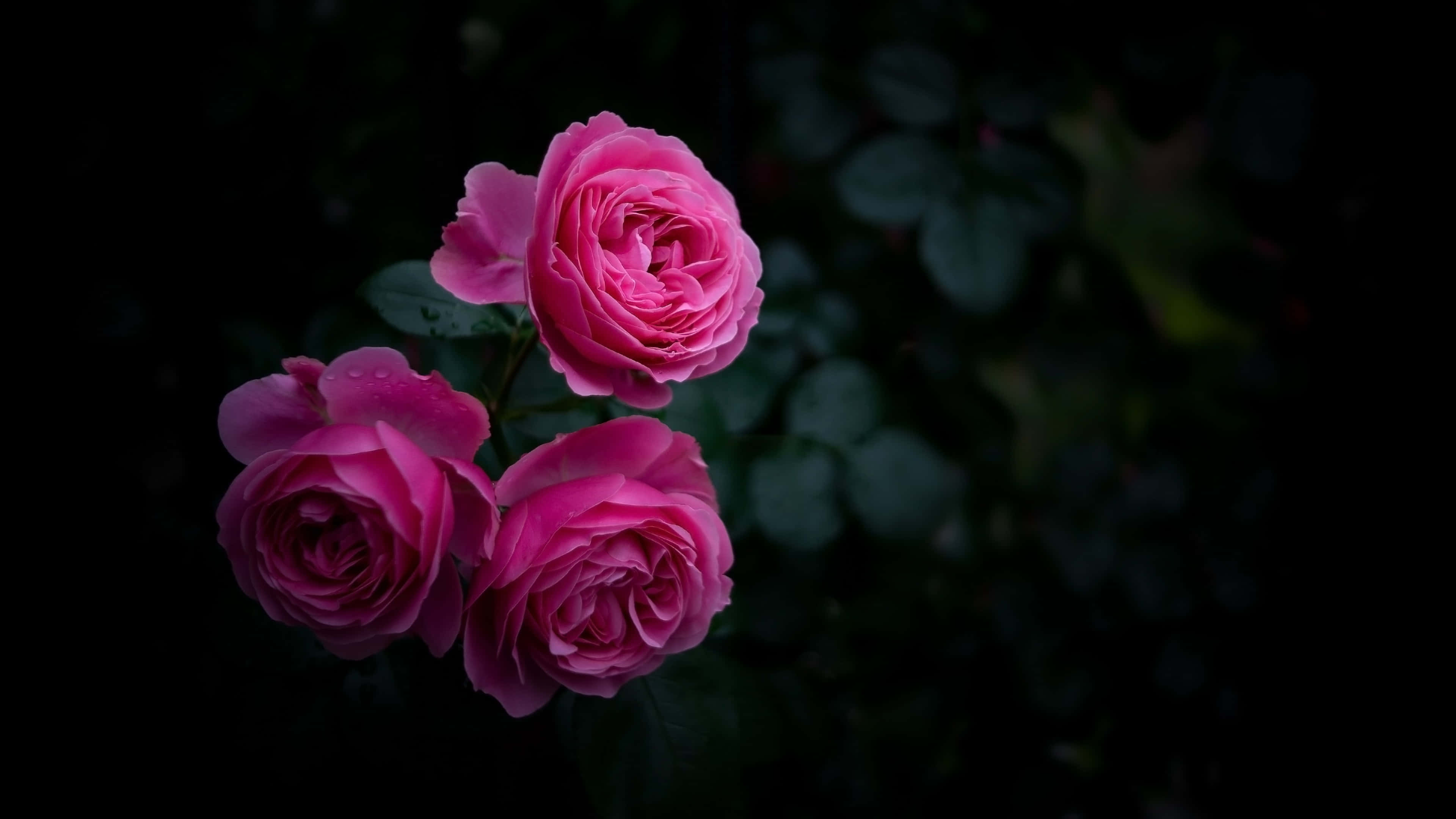 Dark Pink Roses, black background, vivid pink roses, 4K Desktop Wallpaper