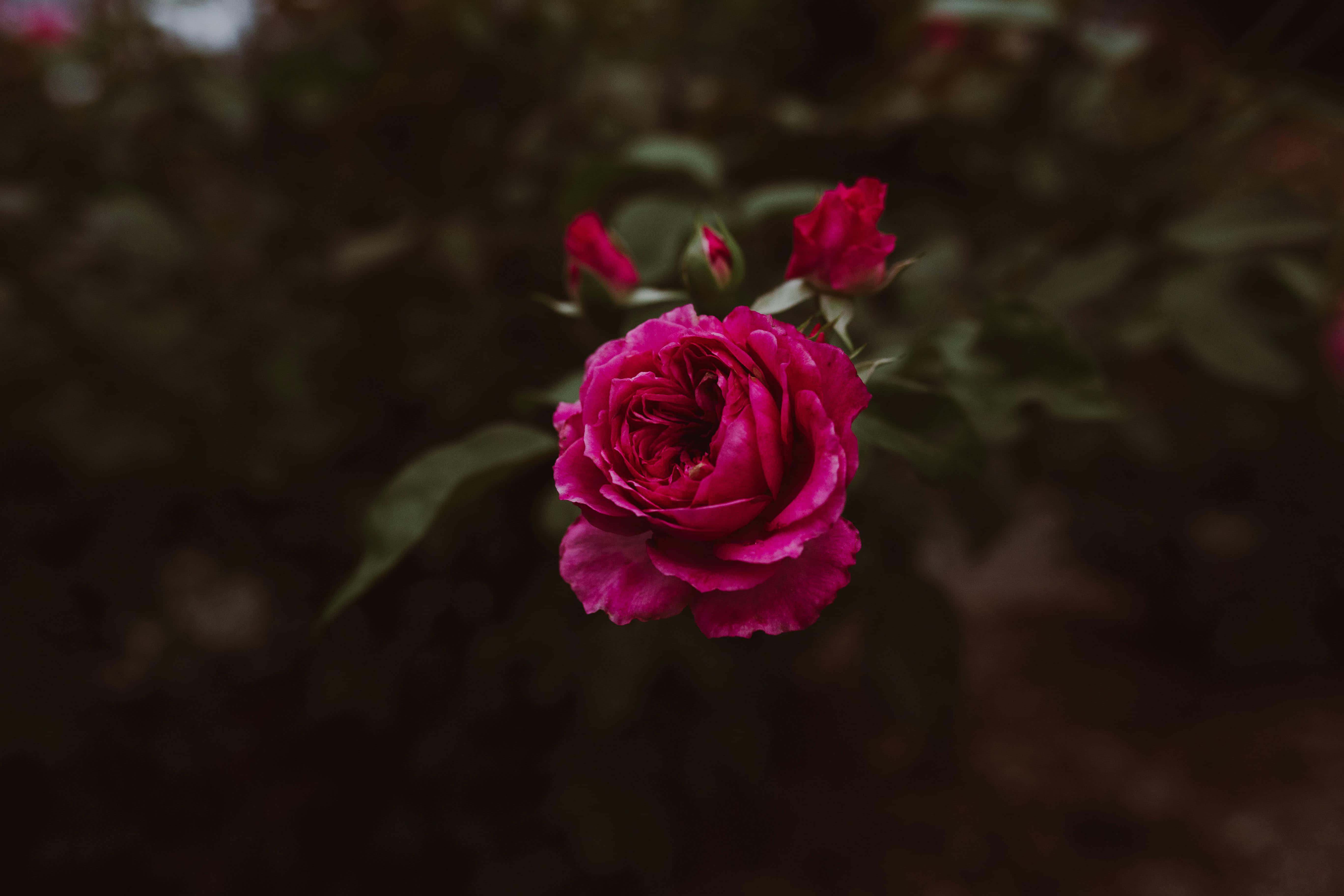 Dark Pink Rose, magenta rose, soft focus, 5K Desktop Wallpaper