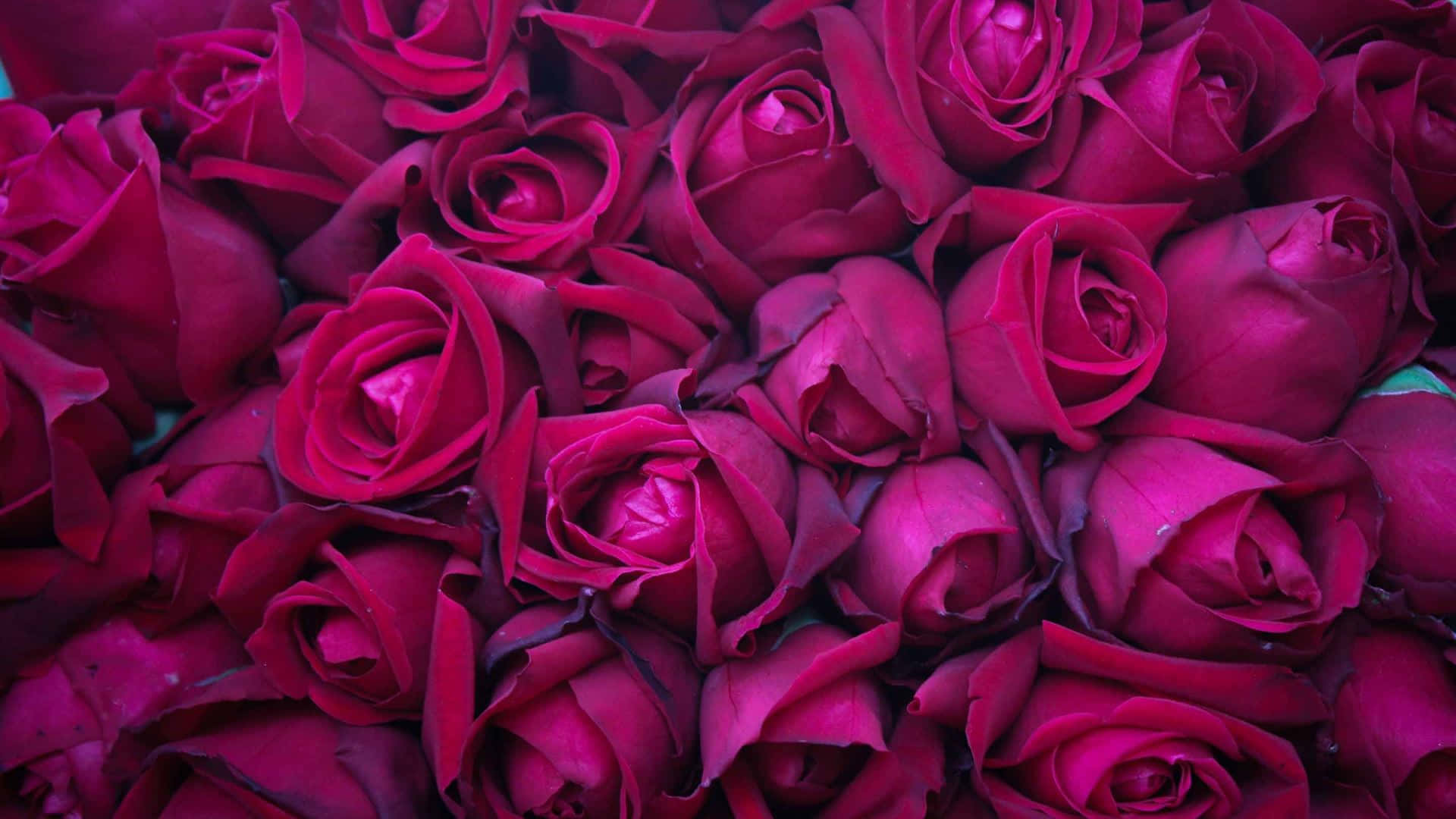 Dark Pink Rose, deep magenta, velvety petals, Full HD Desktop Wallpaper