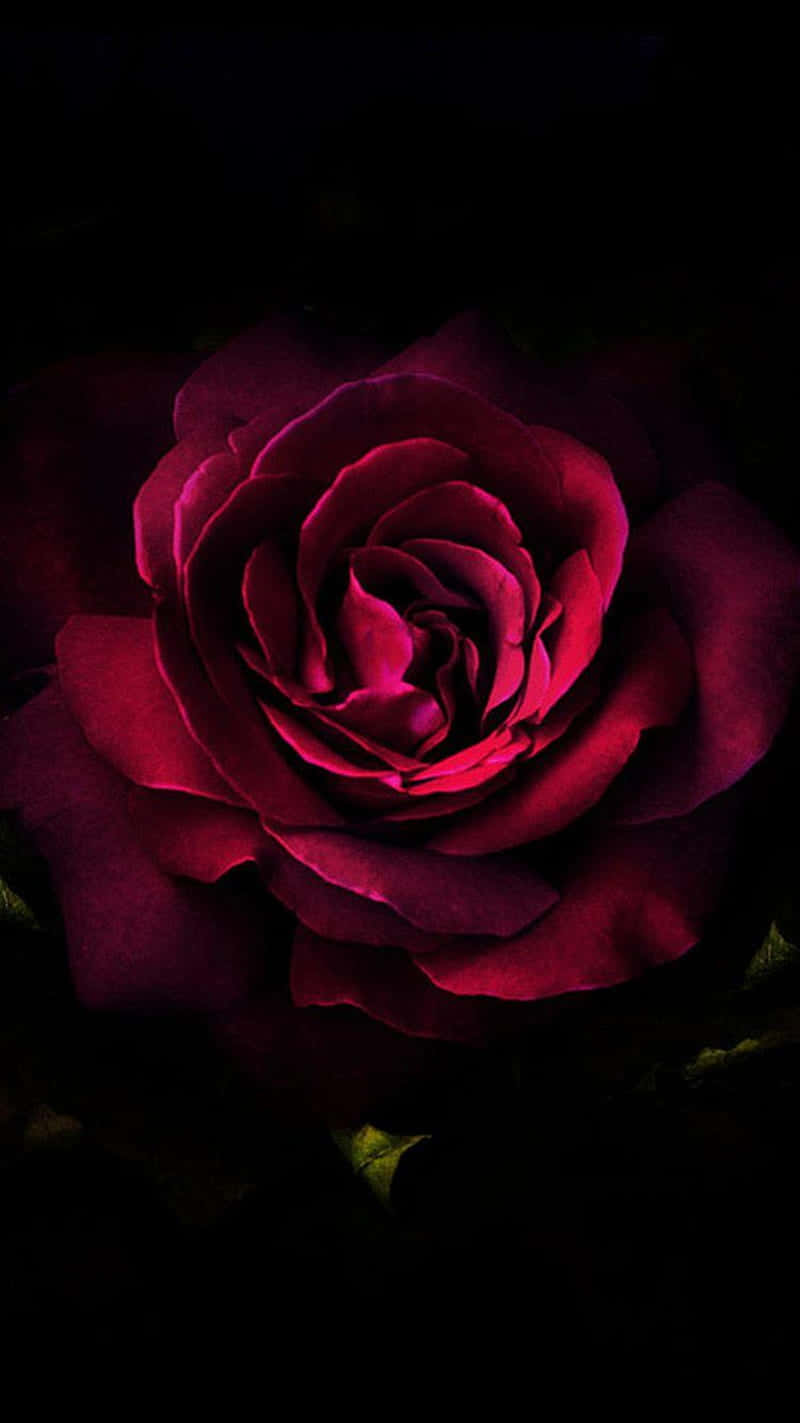 Dark Pink Rose, deep crimson rose, pitch black background, HD Phone Wallpaper
