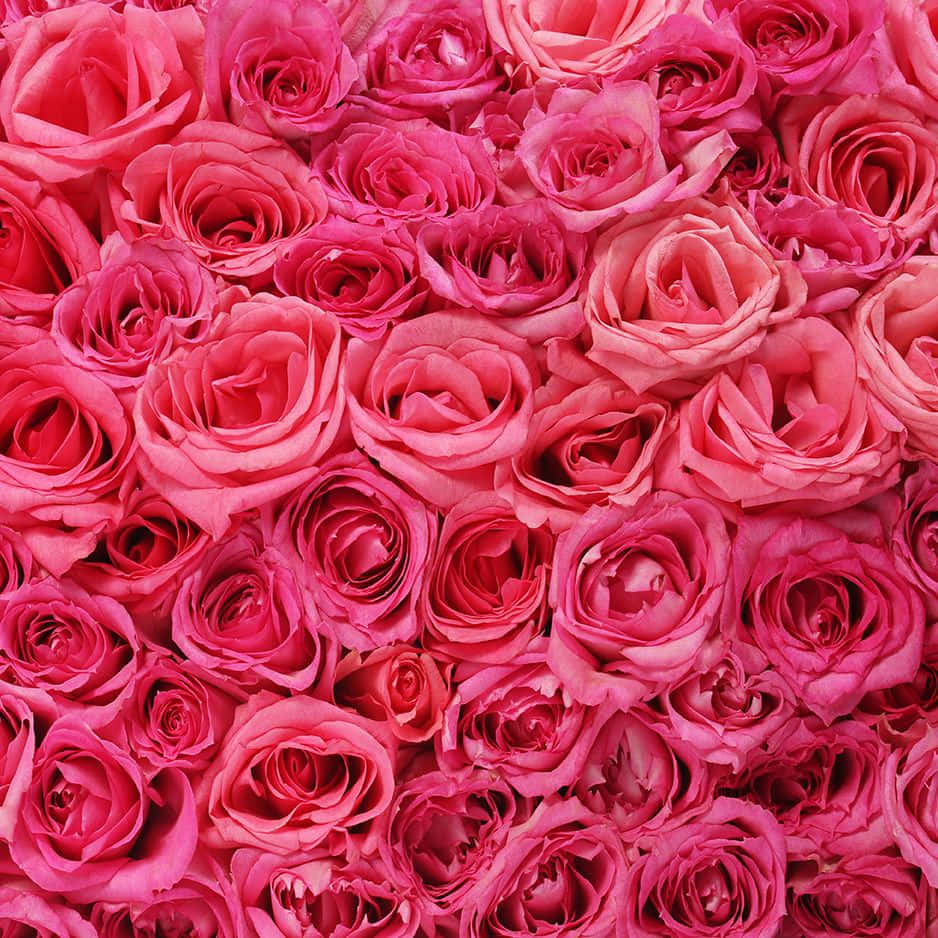 vibrant pink rose bouquet, closeup, soft coral, SD Desktop Wallpaper