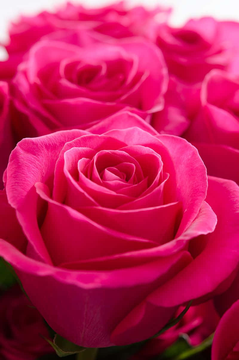 vibrant fuchsia roses, soft focus, delicate petals, SD Phone Wallpaper