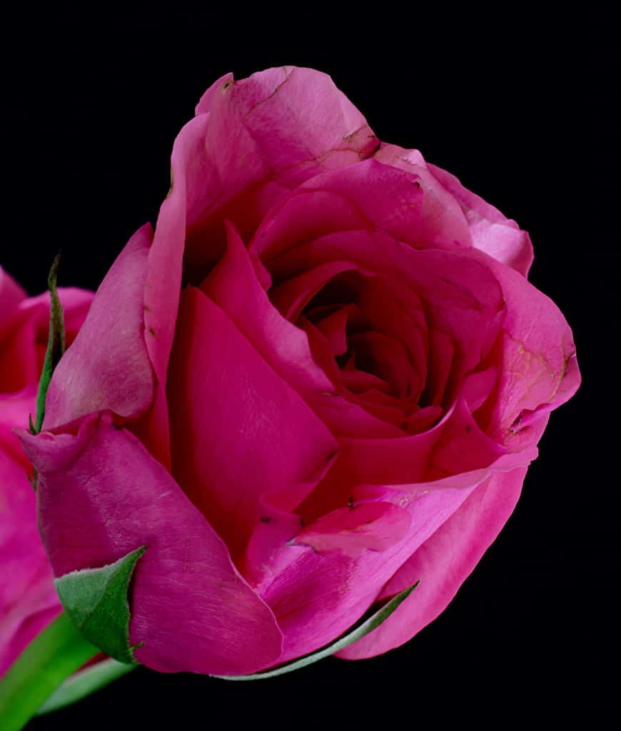 Dark Pink Rose, magenta rose, black background, SD Phone Wallpaper