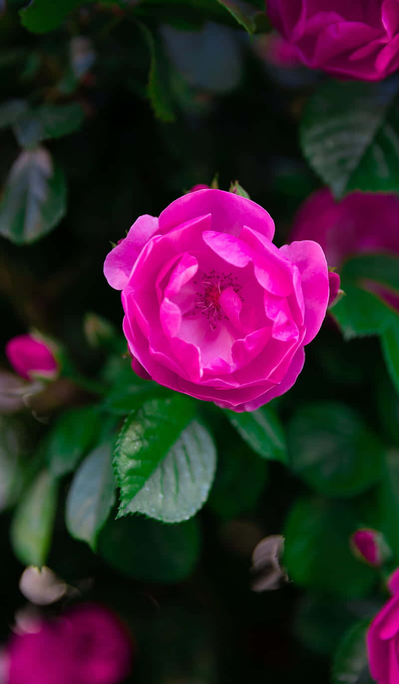 vibrant dark pink rose bloom, magenta rose, lush green foliage, HD Phone Wallpaper