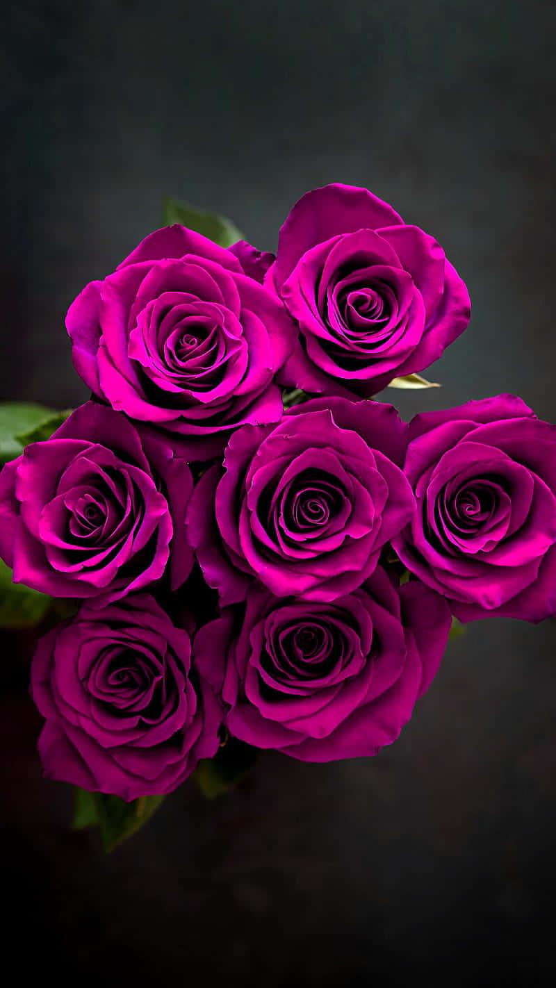 vibrant dark pink roses bouquet, magenta roses, velvety petals, HD Phone Wallpaper