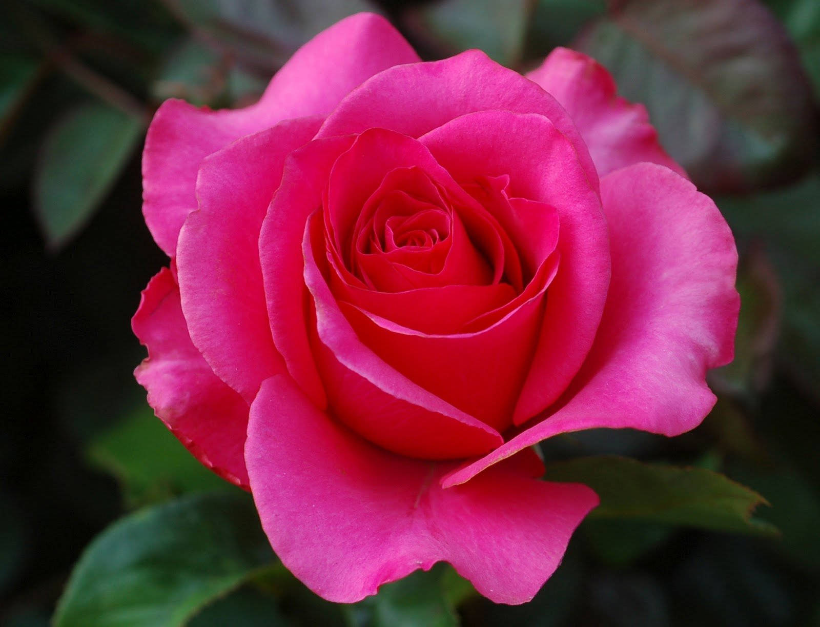 beautiful rose blossom, vibrant pink rose, delicate layered petals, HD Desktop Wallpaper