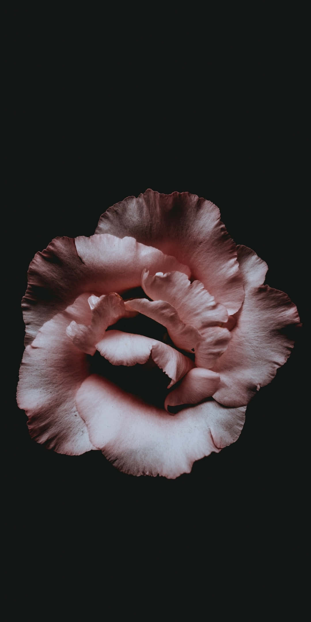 pink rose, black background, ruffled petals, Full HD Phone Wallpaper