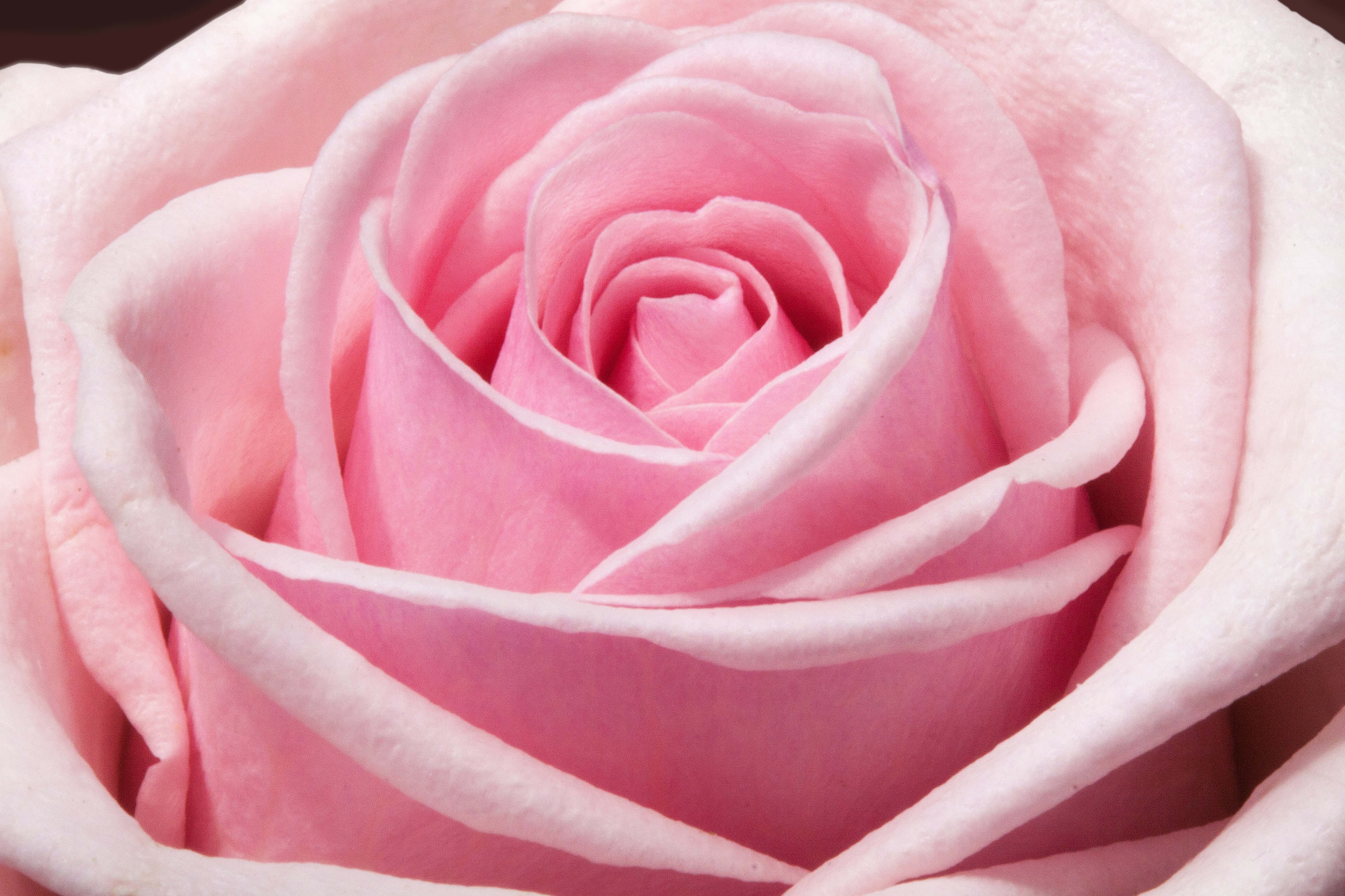 rose mobile, 4752 x 3168, pink rose, 4K Desktop Wallpaper