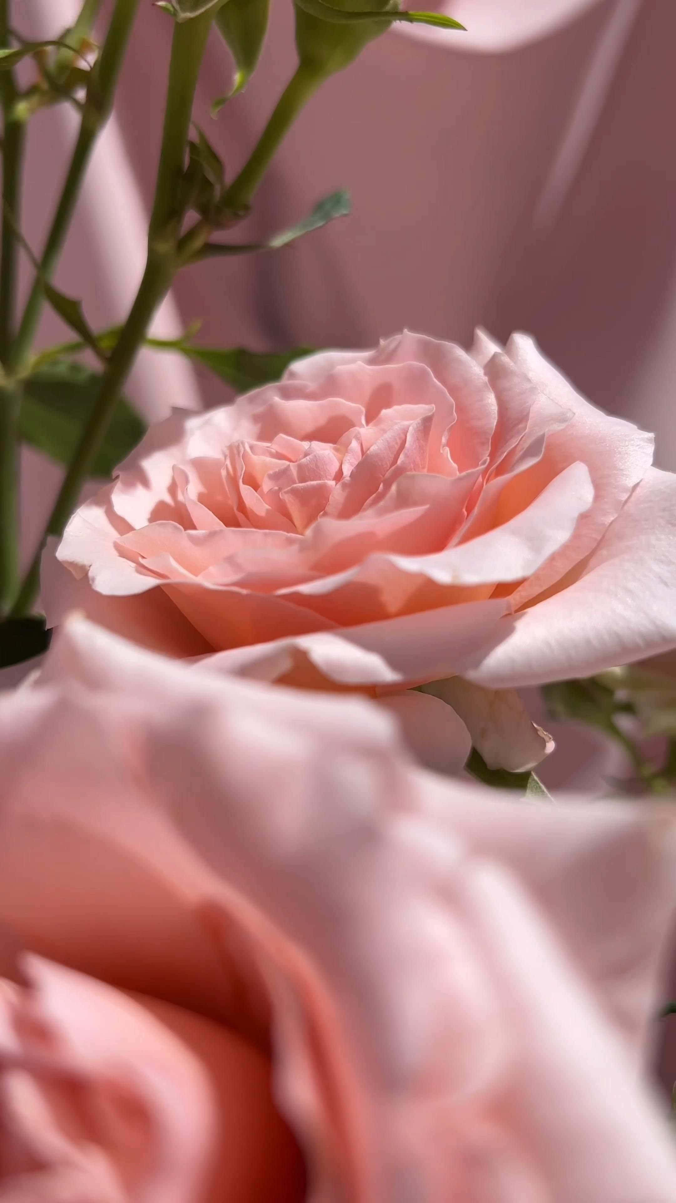 Pale Pink Rose, soft pink, full bloom, 4K Phone Wallpaper